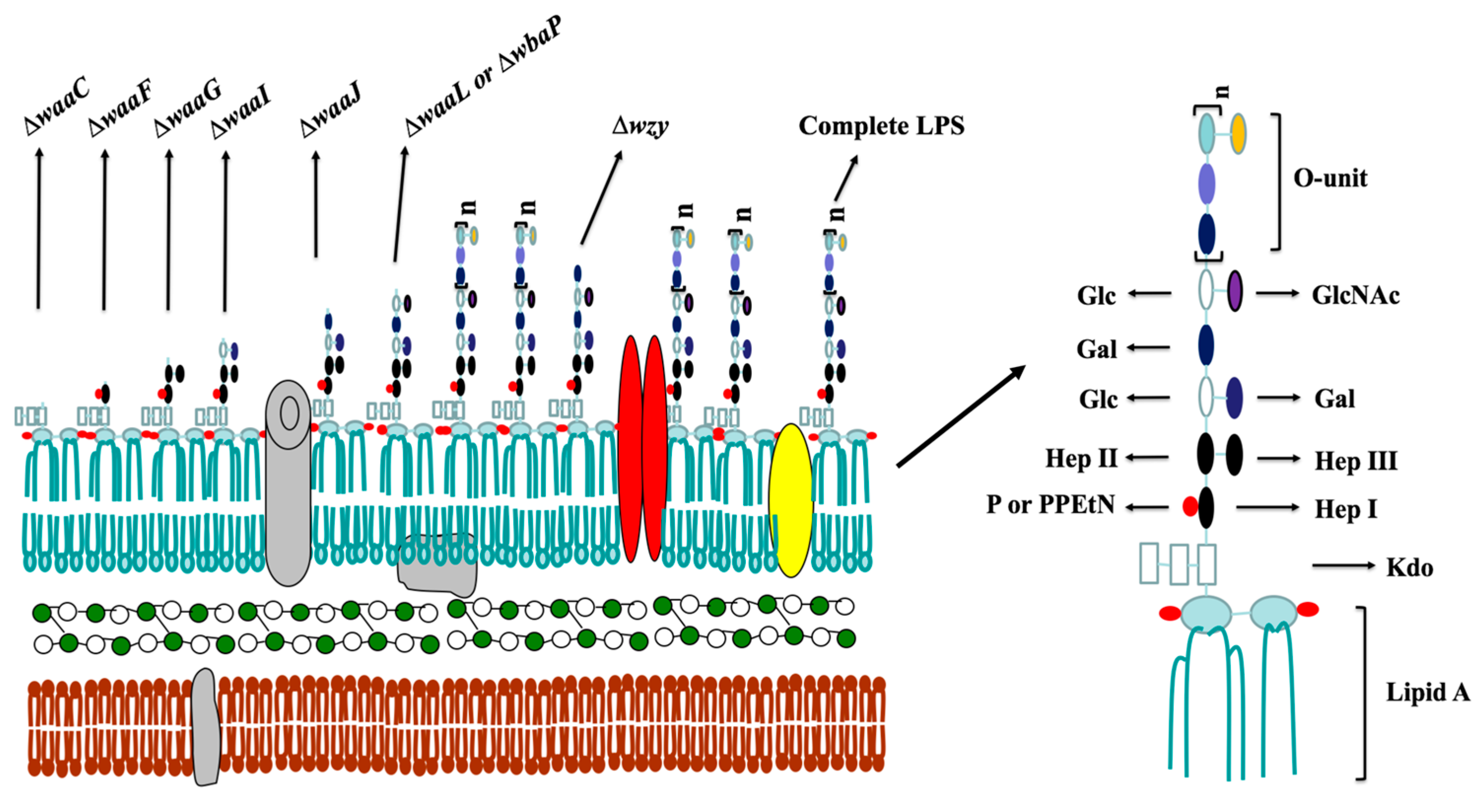 Fordampe nøjagtigt Også IJMS | Free Full-Text | Immunogenicity and Cross-Protective Efficacy  Induced by Outer Membrane Proteins from Salmonella Typhimurium Mutants with  Truncated LPS in Mice