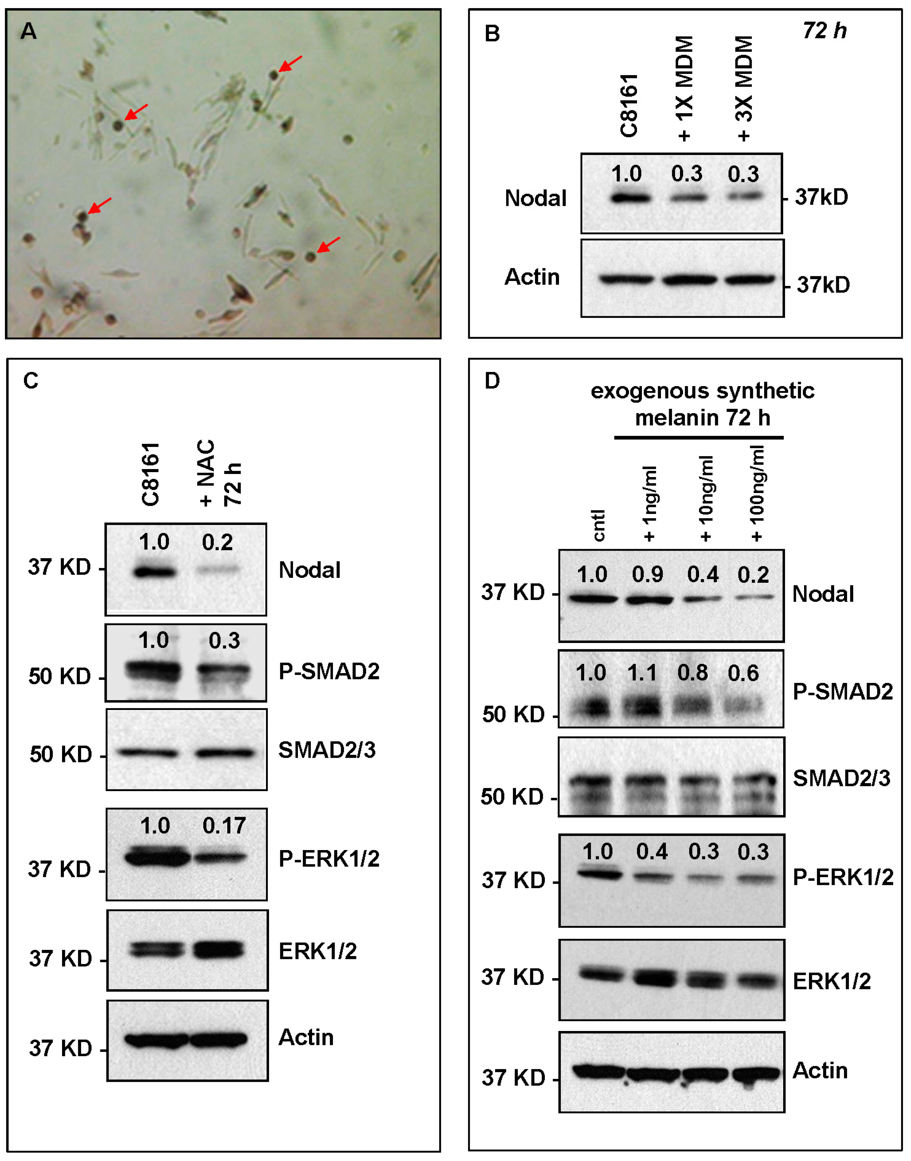 Ijms 17 00418 g005 1024