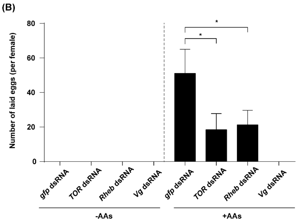 MetastamiRs: Non-Coding MicroRNAs Driving Cancer Invasion