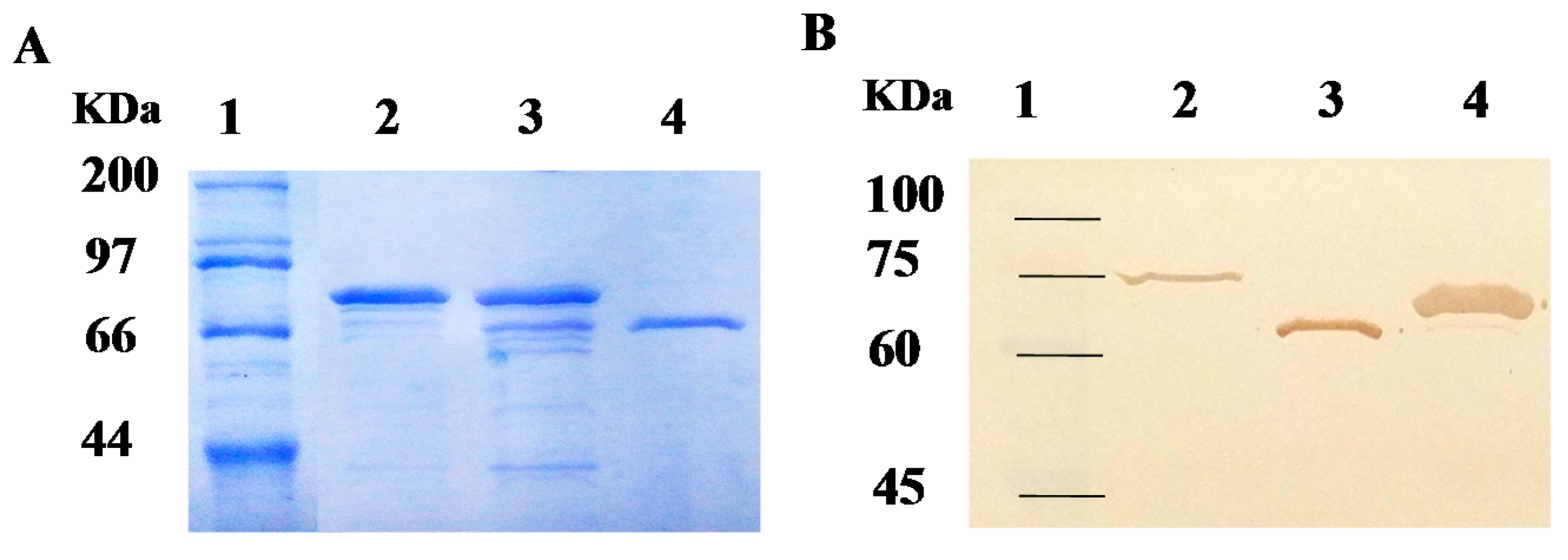 Ijms 17 00493 g003