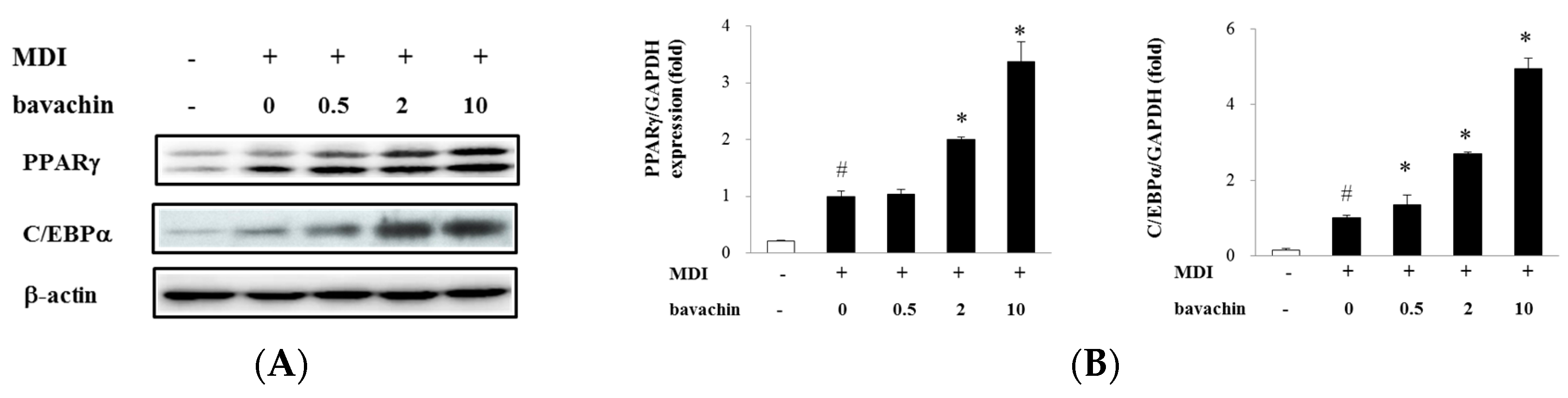 Ijms 17 00527 g003a 1024