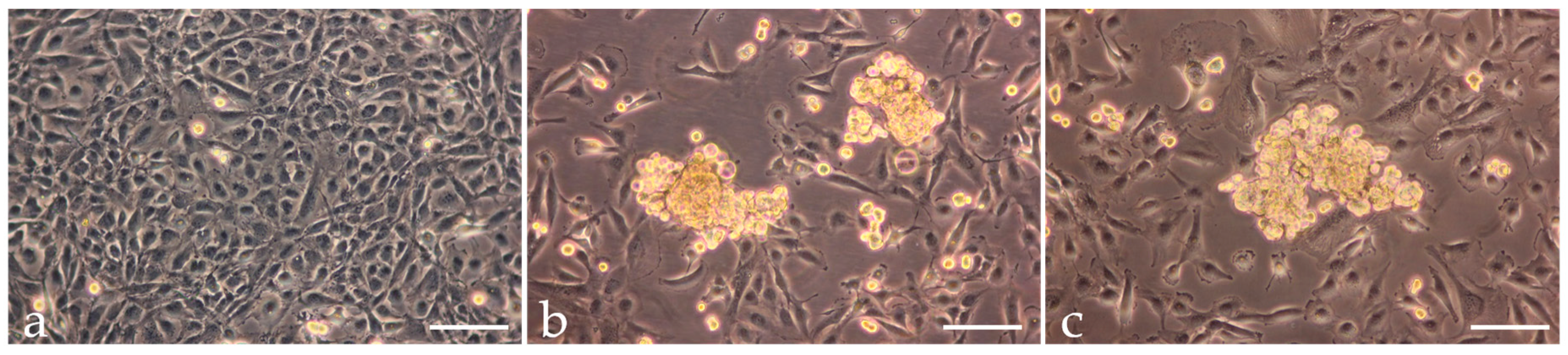 Ijms 17 00528 g001 1024