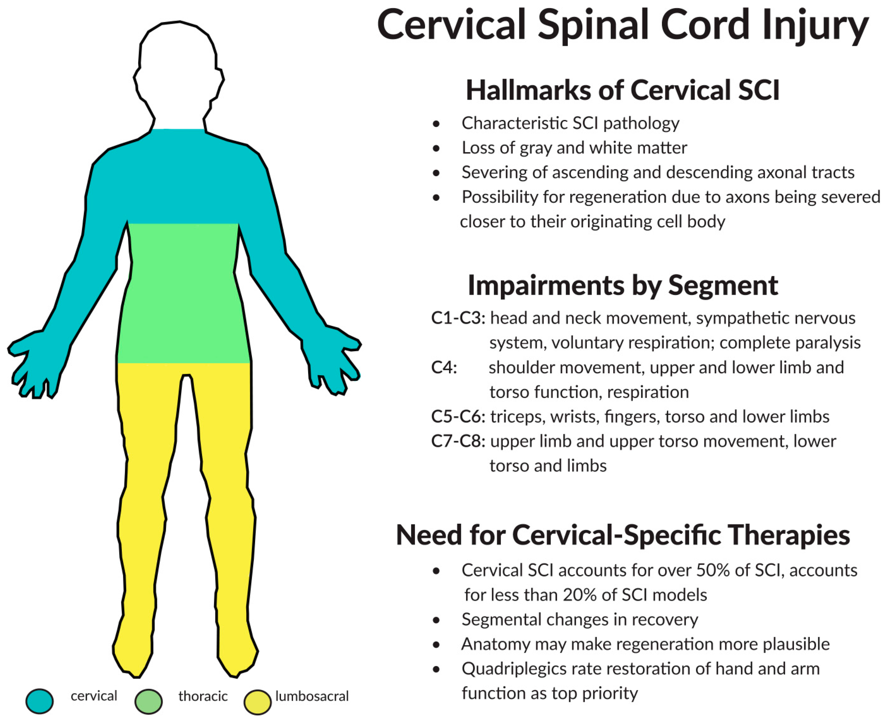 The Thoracic Spine: Anatomy, Function, and Common Injuries - Spine