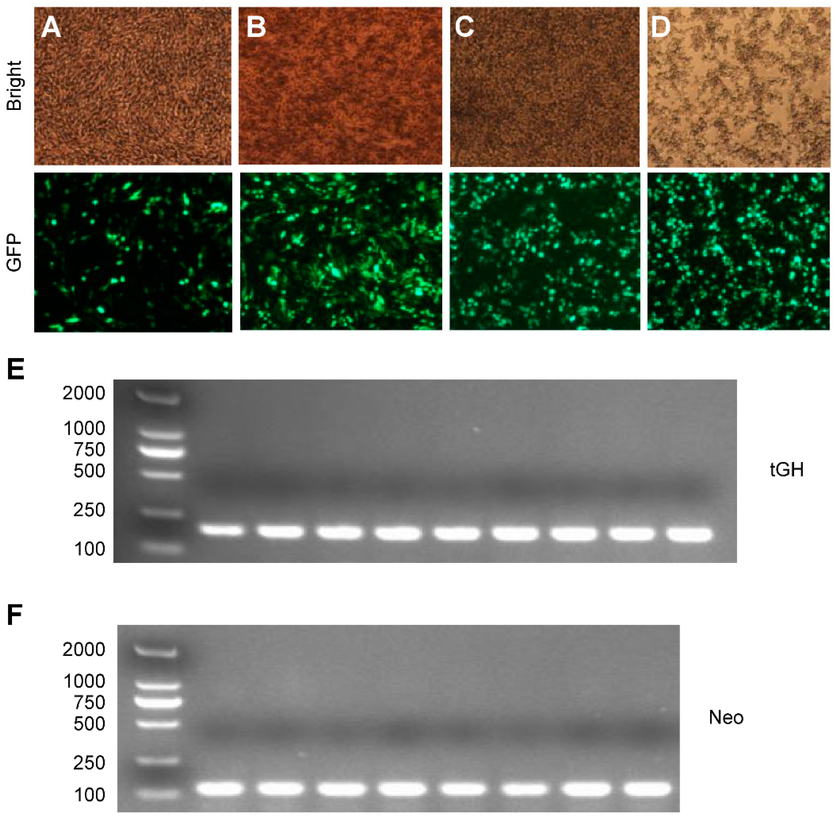 Ijms 17 00543 g003 1024