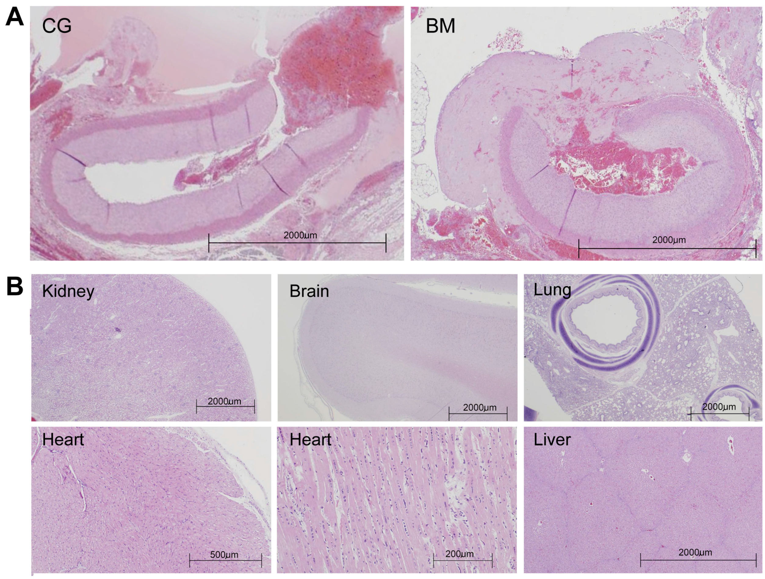 Ijms 17 00545 g003 1024