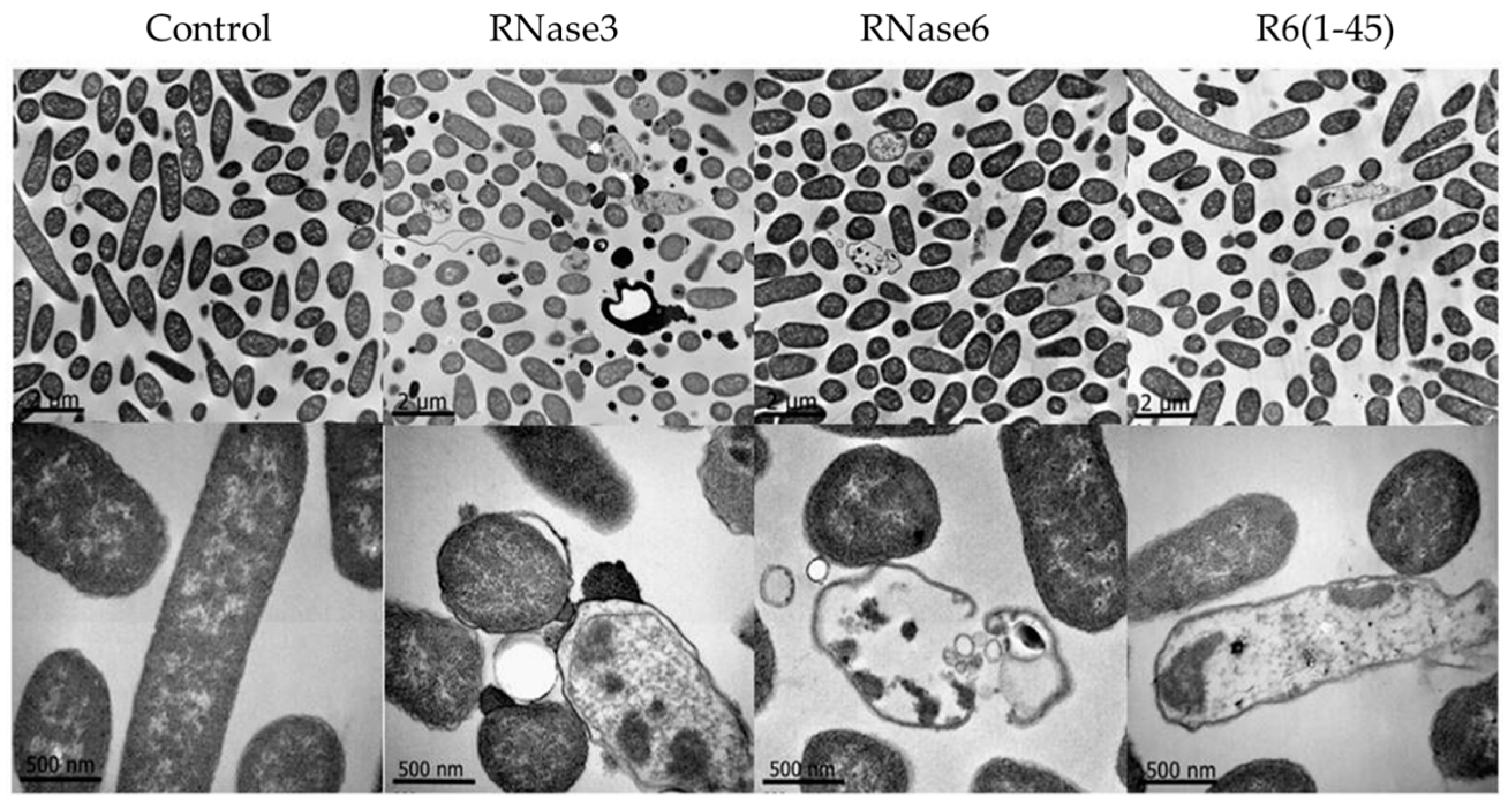 Ijms 17 00552 g003 1024