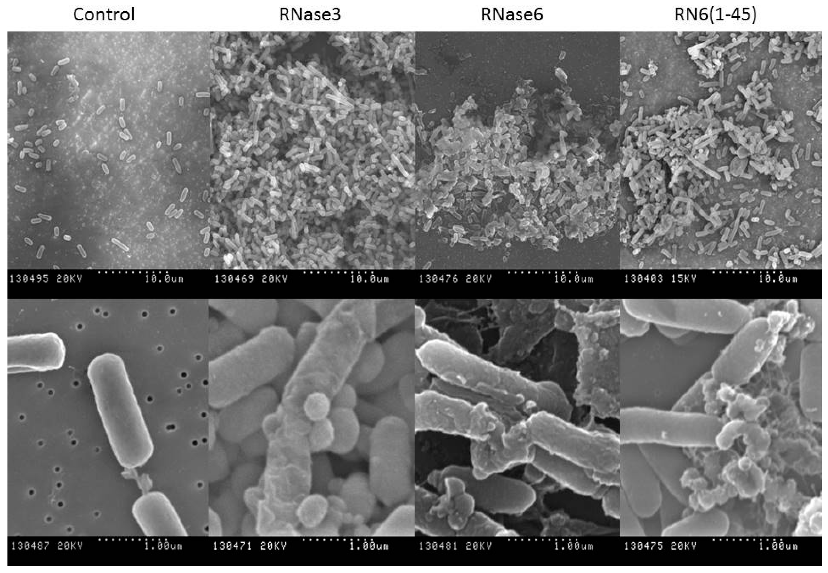 Ijms 17 00552 g004 1024