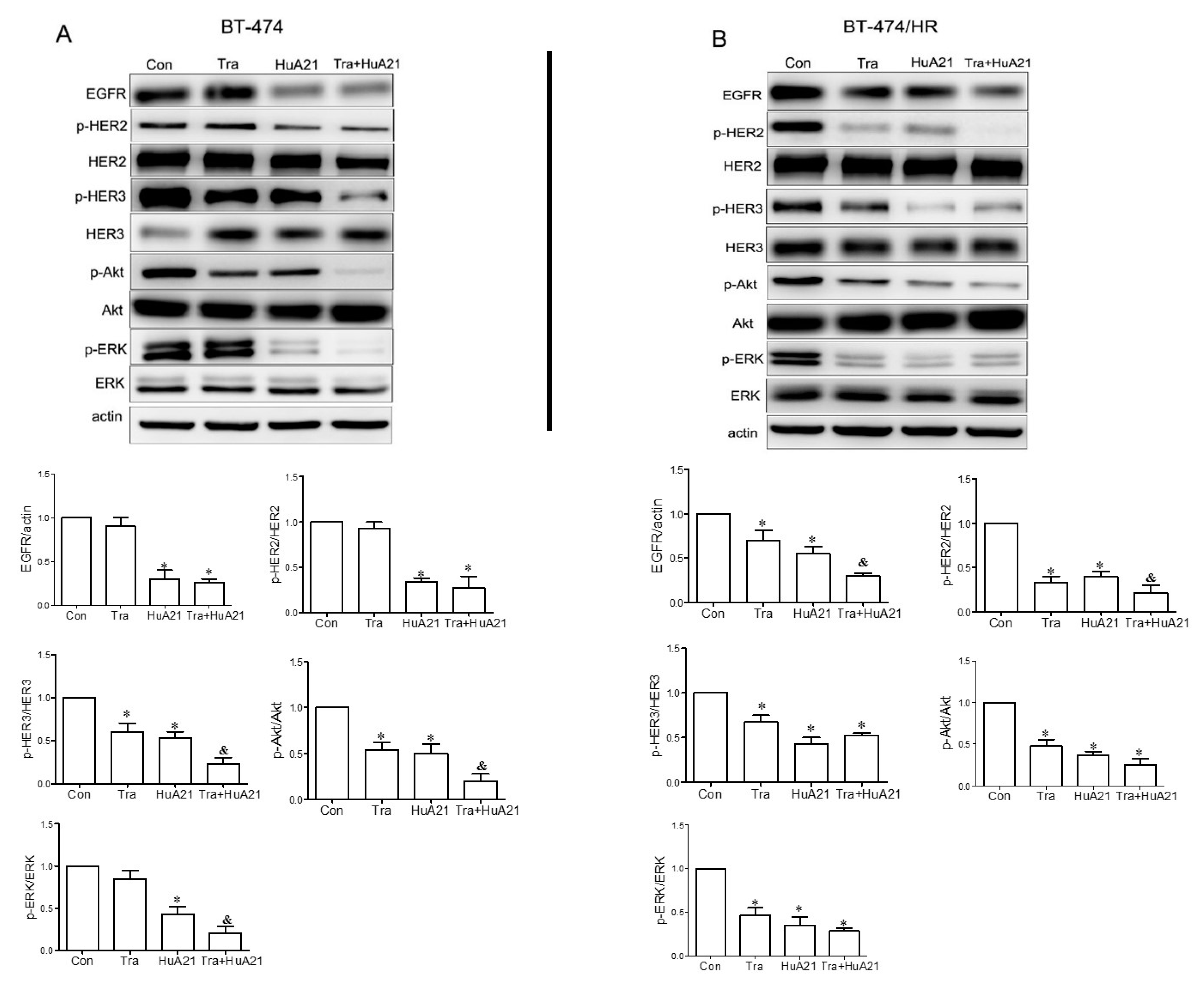 Ijms 17 00563 g004 1024