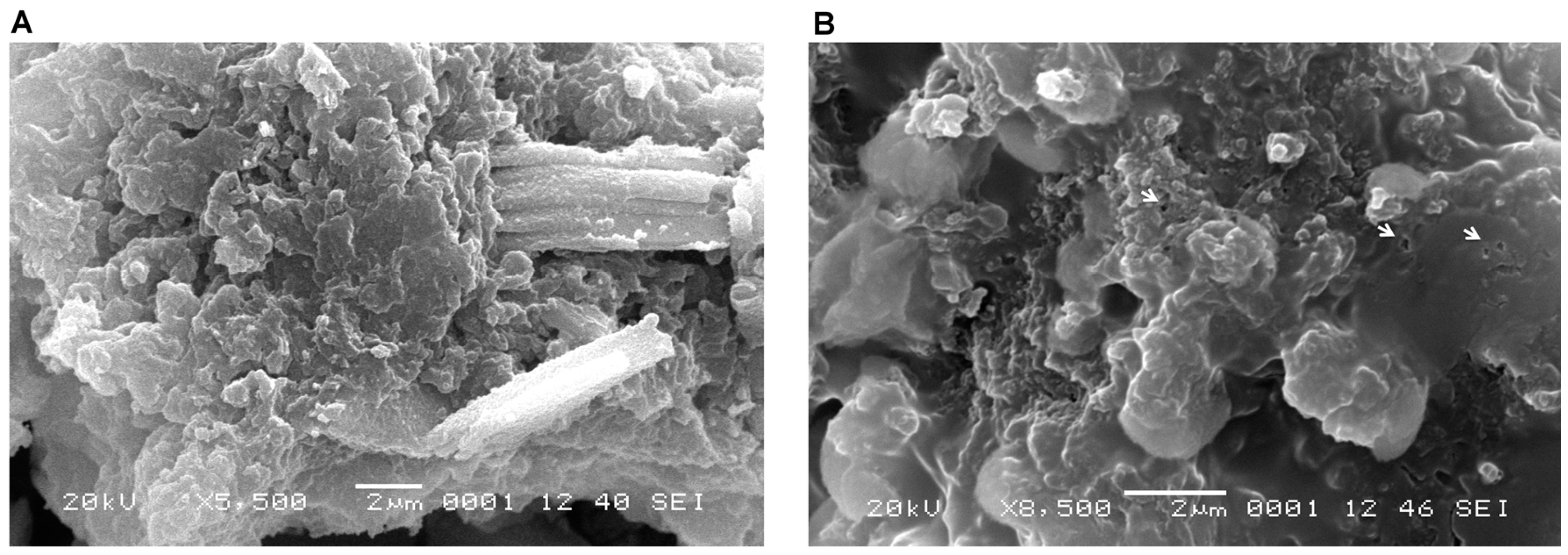 Ijms 17 00574 g007