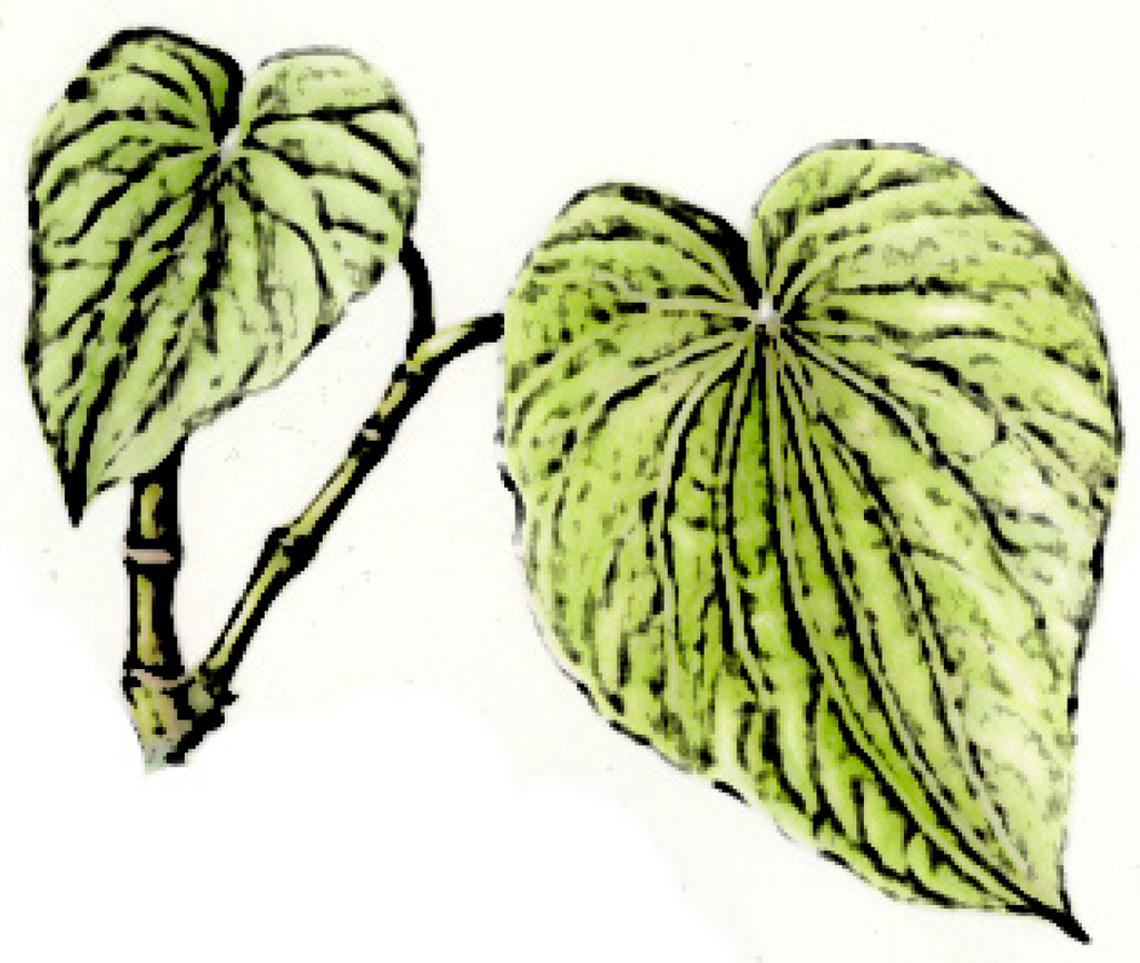 Ijms 17 00580 g001 1024