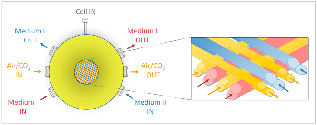 In Vitro Model for Hepatotoxicity Studies Based on Primary