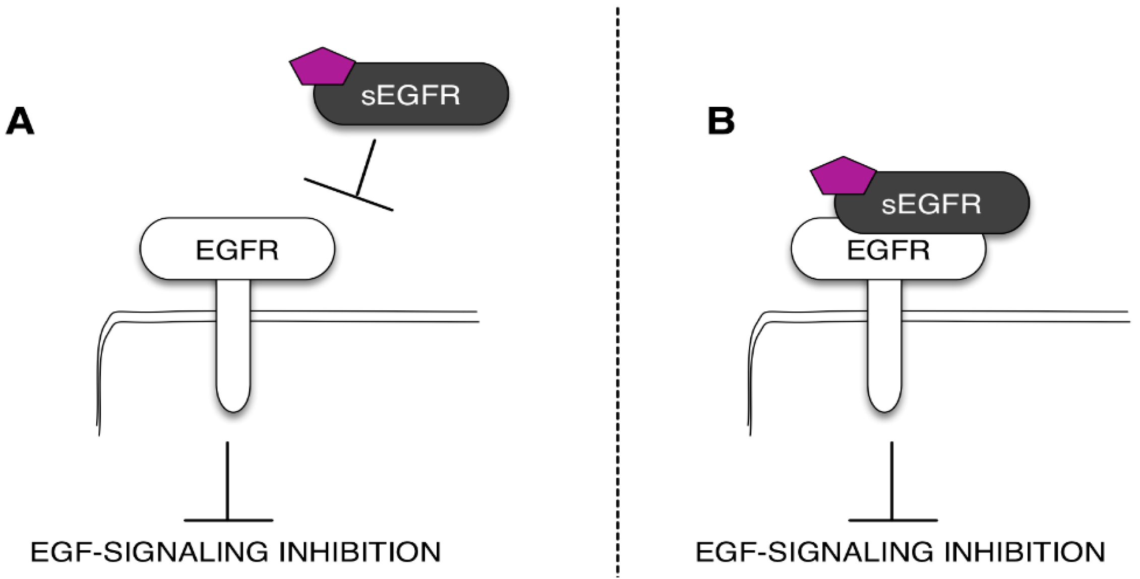 Ijms 17 00593 g003 1024