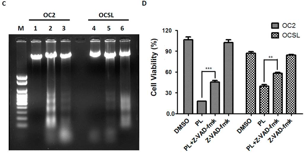 Piperlongumine Suppresses Proliferation of Human Oral
