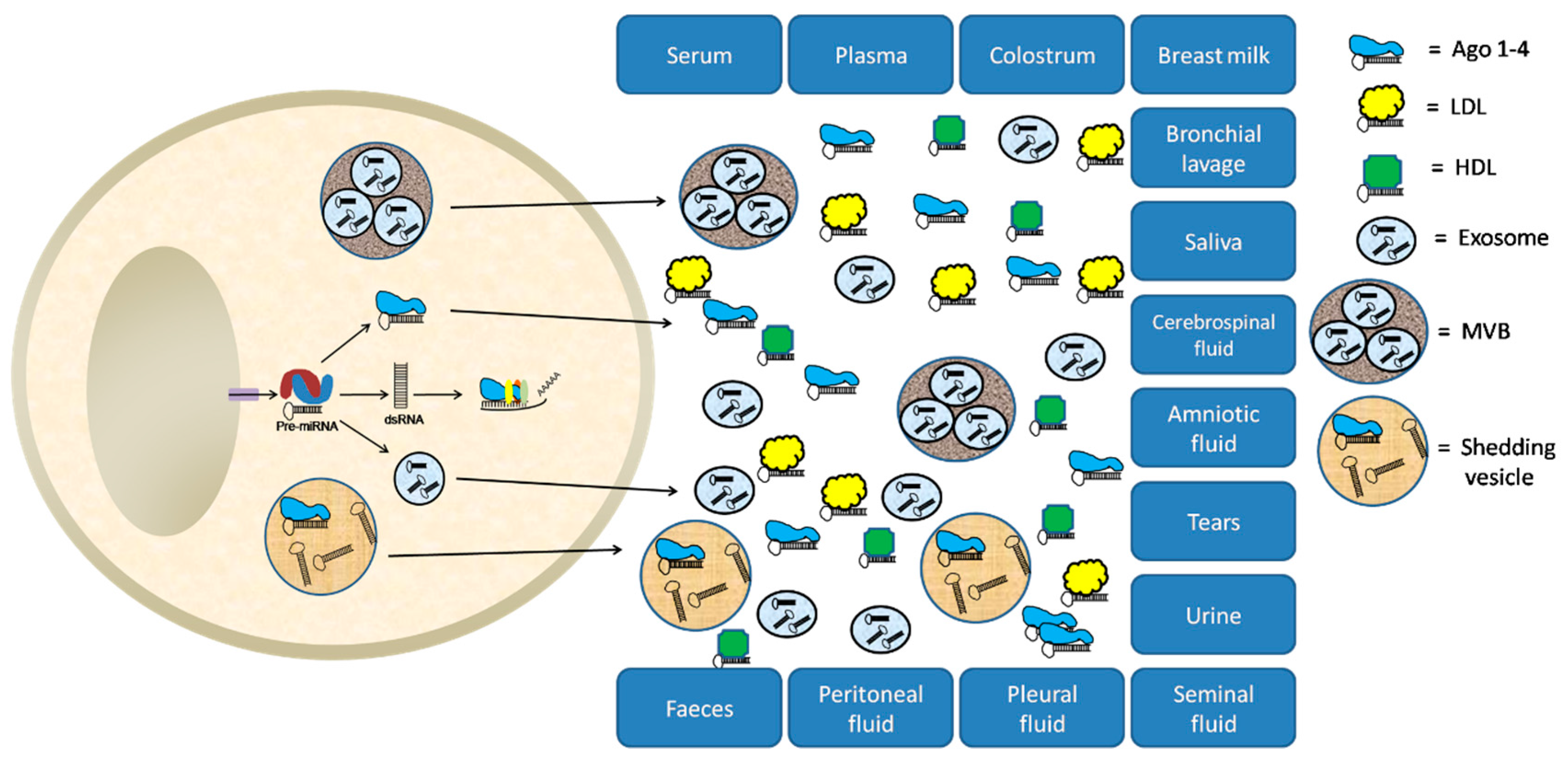 New Concepts in Cancer Biomarkers: Circulating miRNAs in