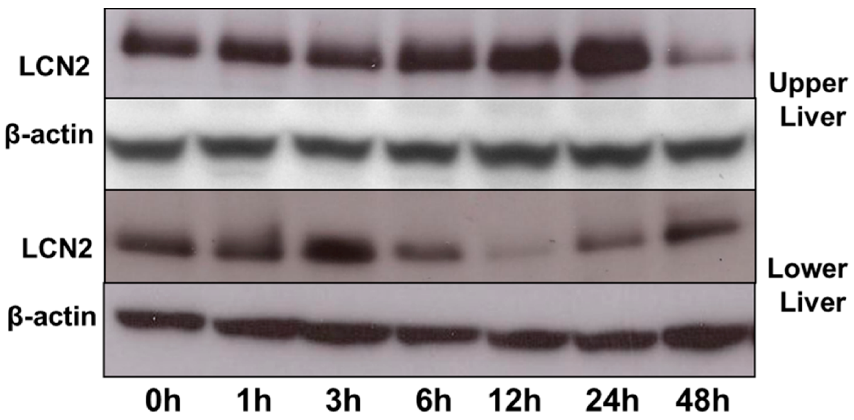 Ijms 17 00637 g007