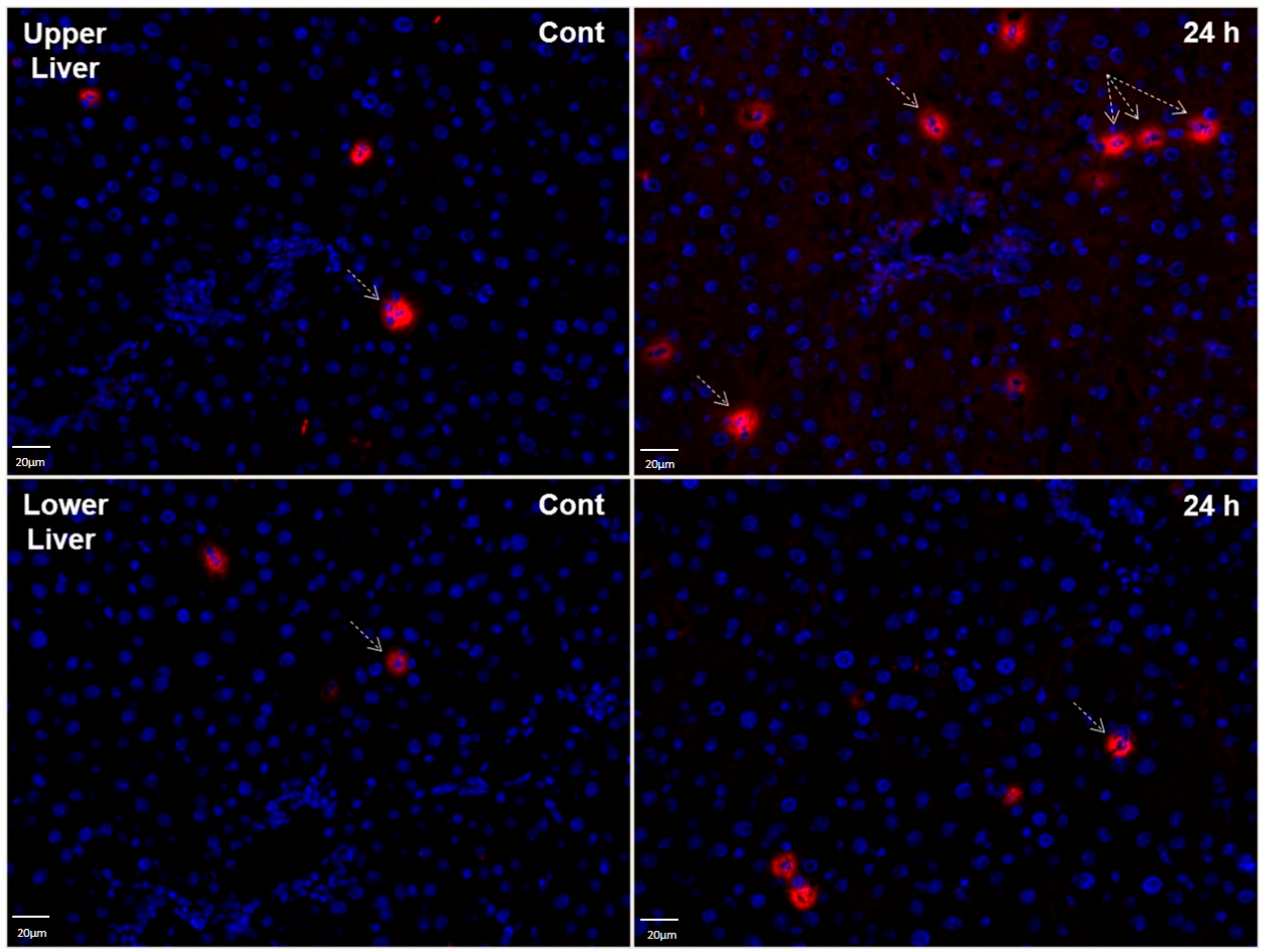 Ijms 17 00637 g008