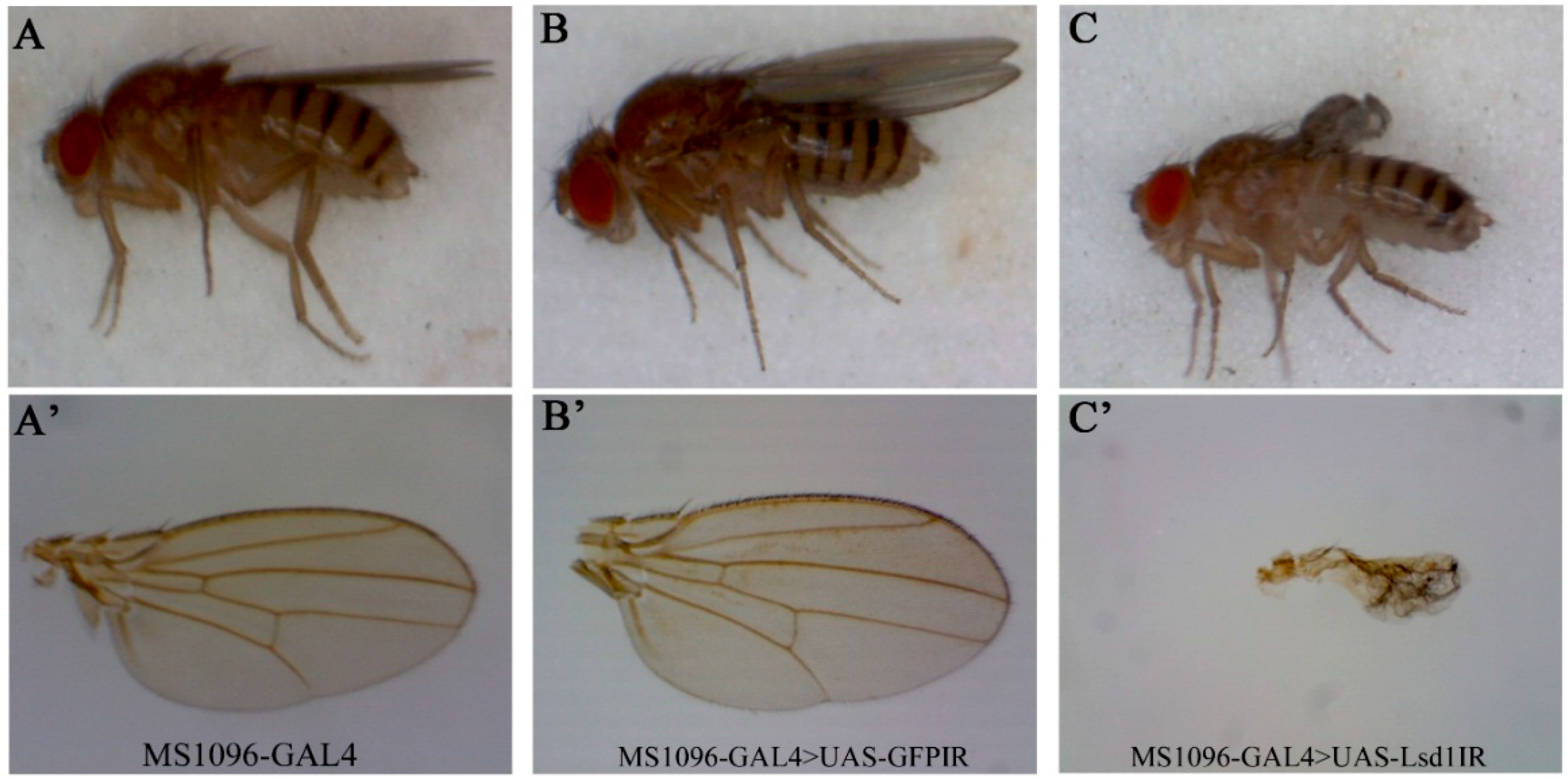 drosophila melanogaster wing function lipid droplet ijms mdpi lsd1 developm...