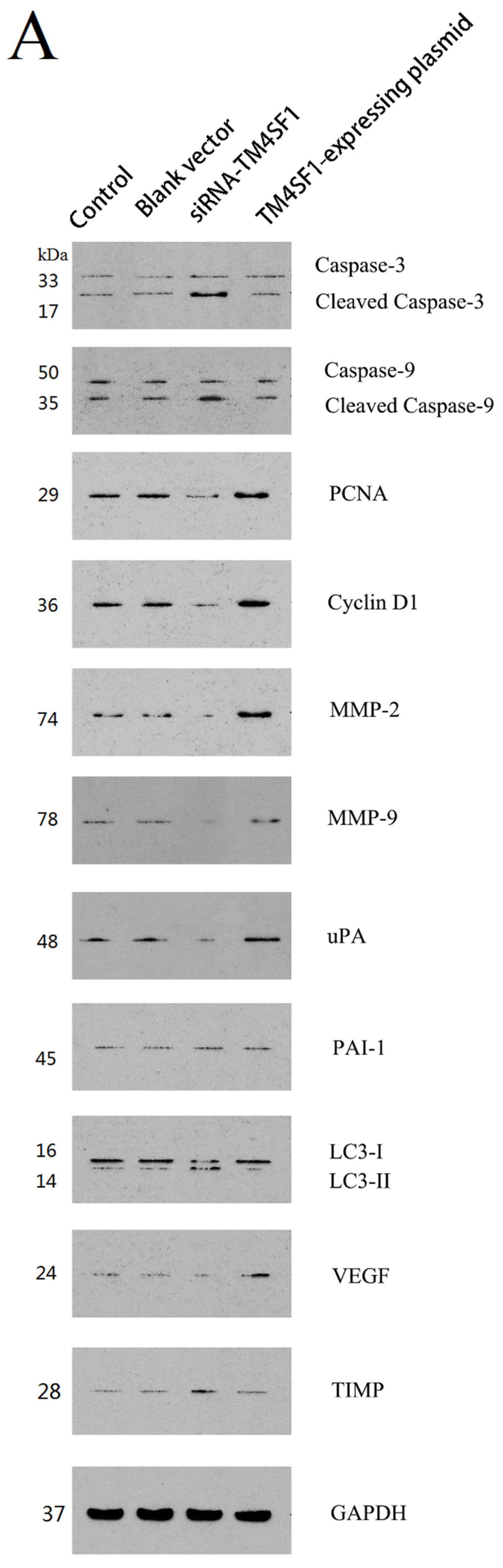 Ijms 17 00661 g003a 1024
