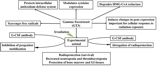 Ijms Free Full Text G Tocotrienol As A Promising