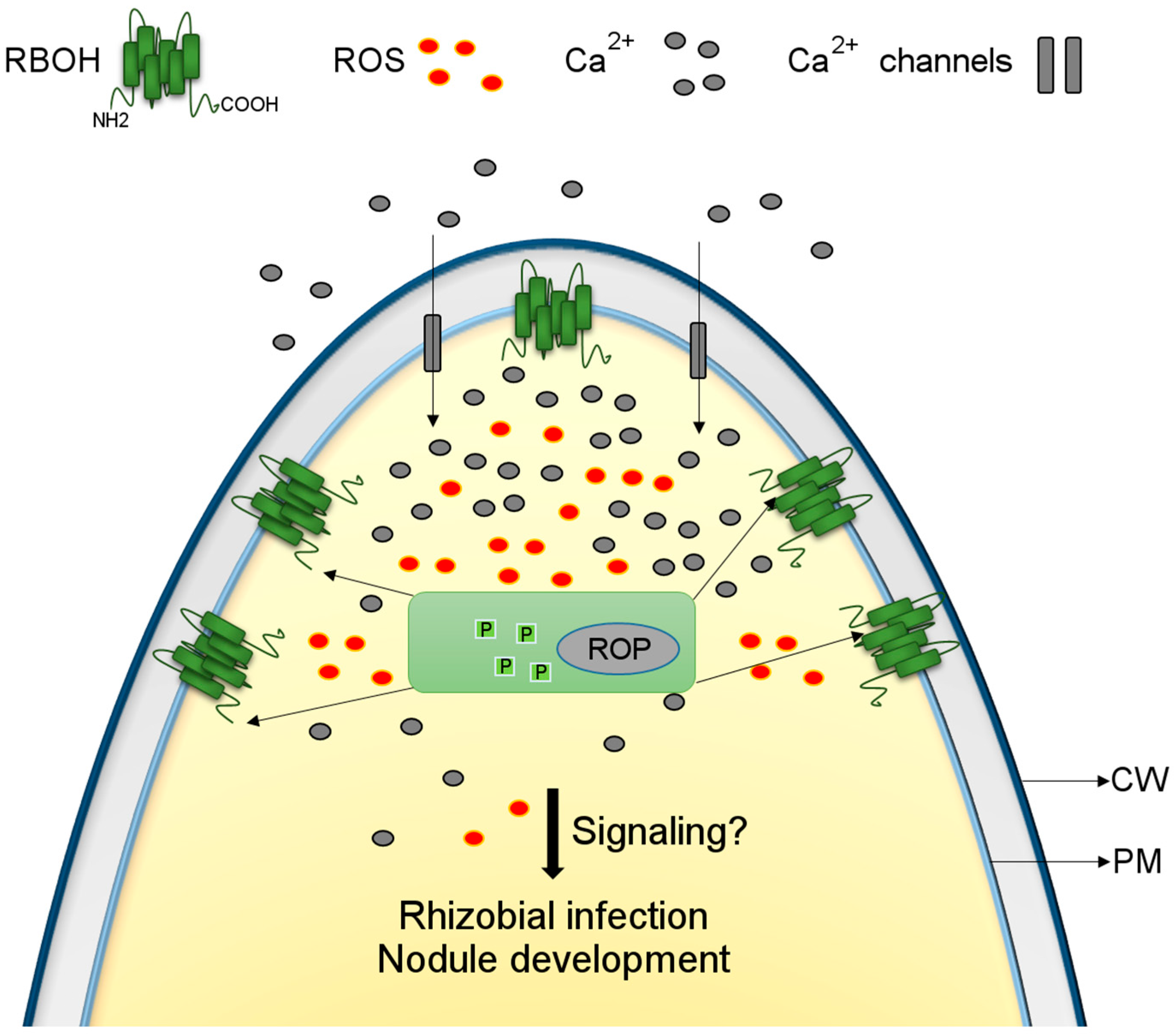 Ijms 17 00680 g001 1024