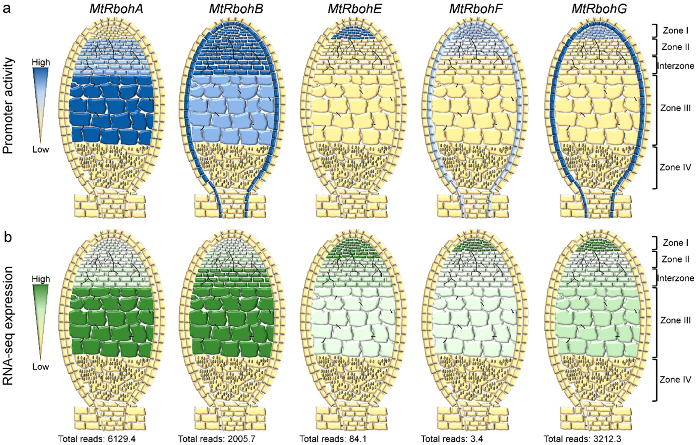 Ijms 17 00680 g004 1024