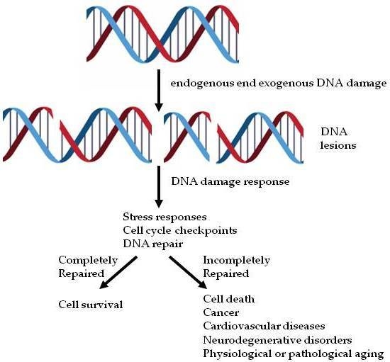 mdpi