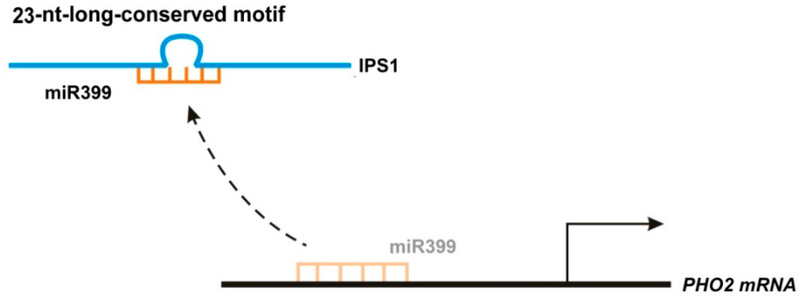Ijms 17 00702 g007