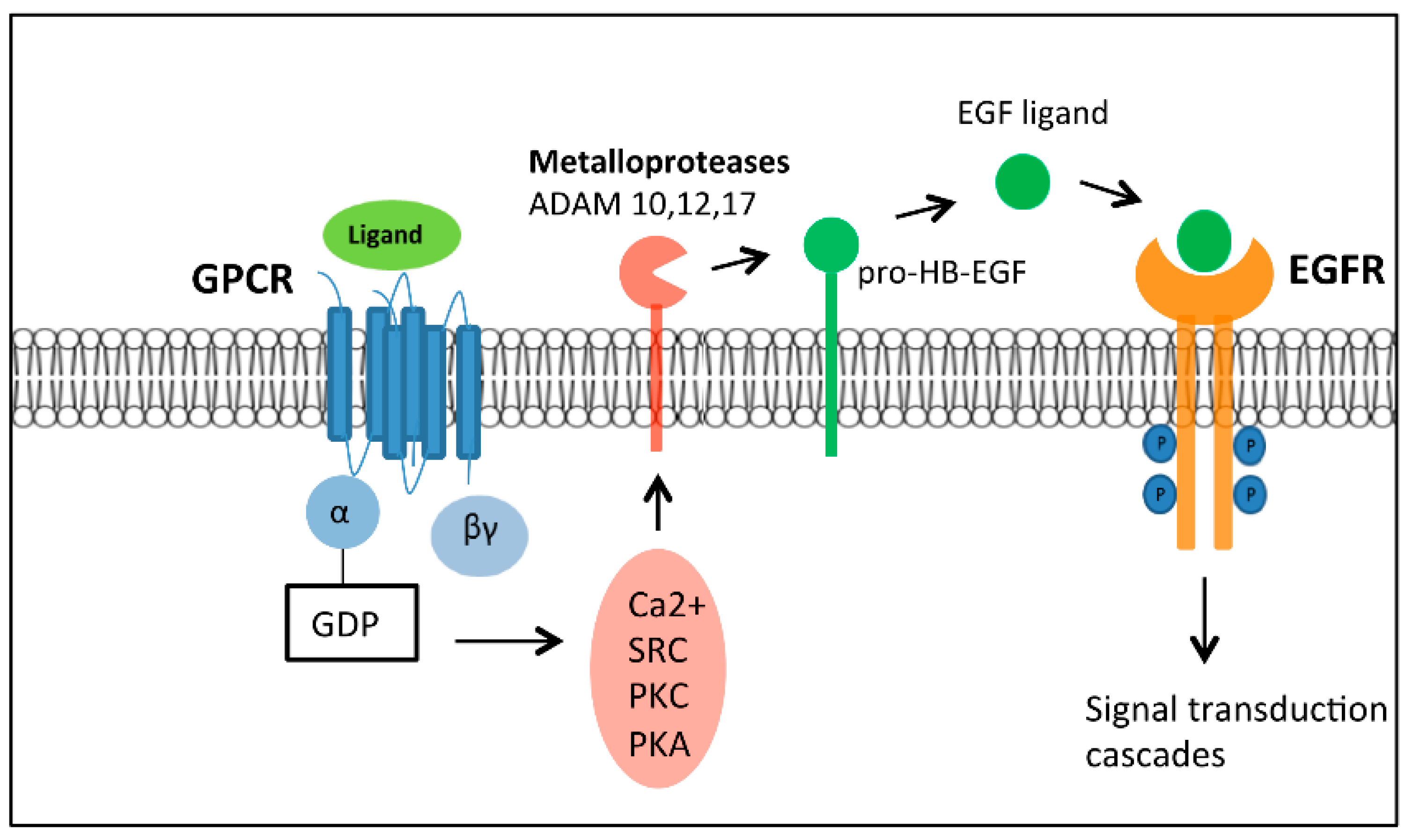 g protein linked receptors