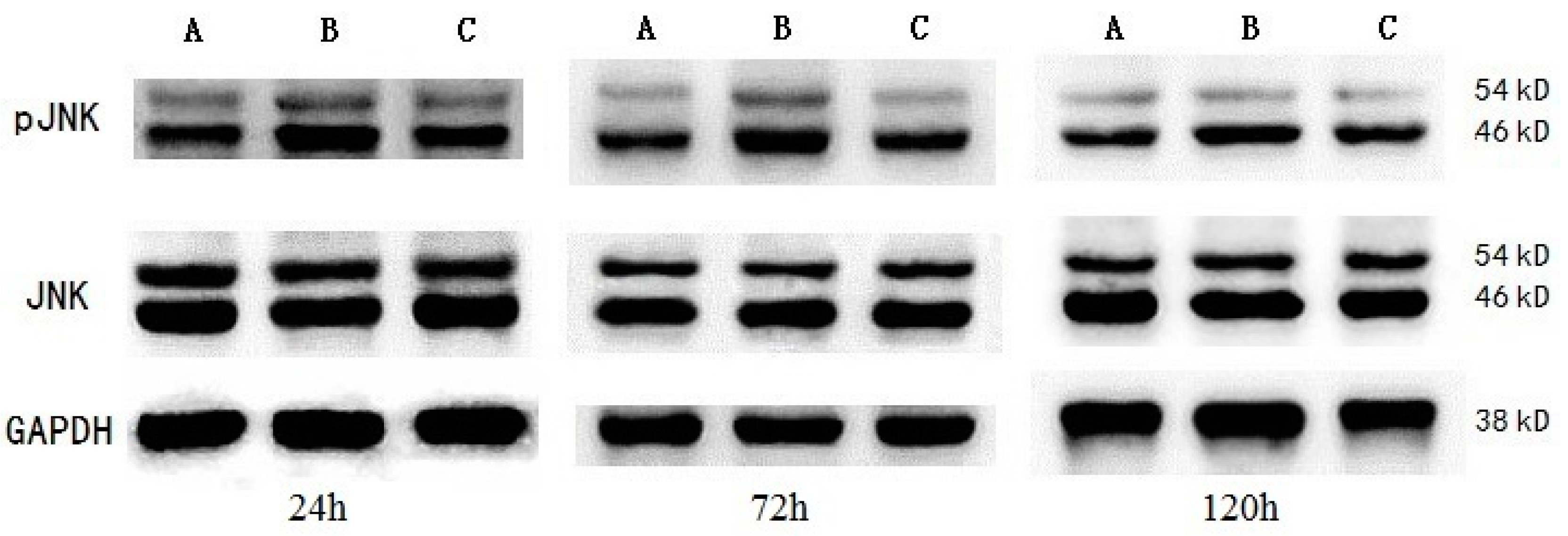 Ijms 17 00710 g005 1024