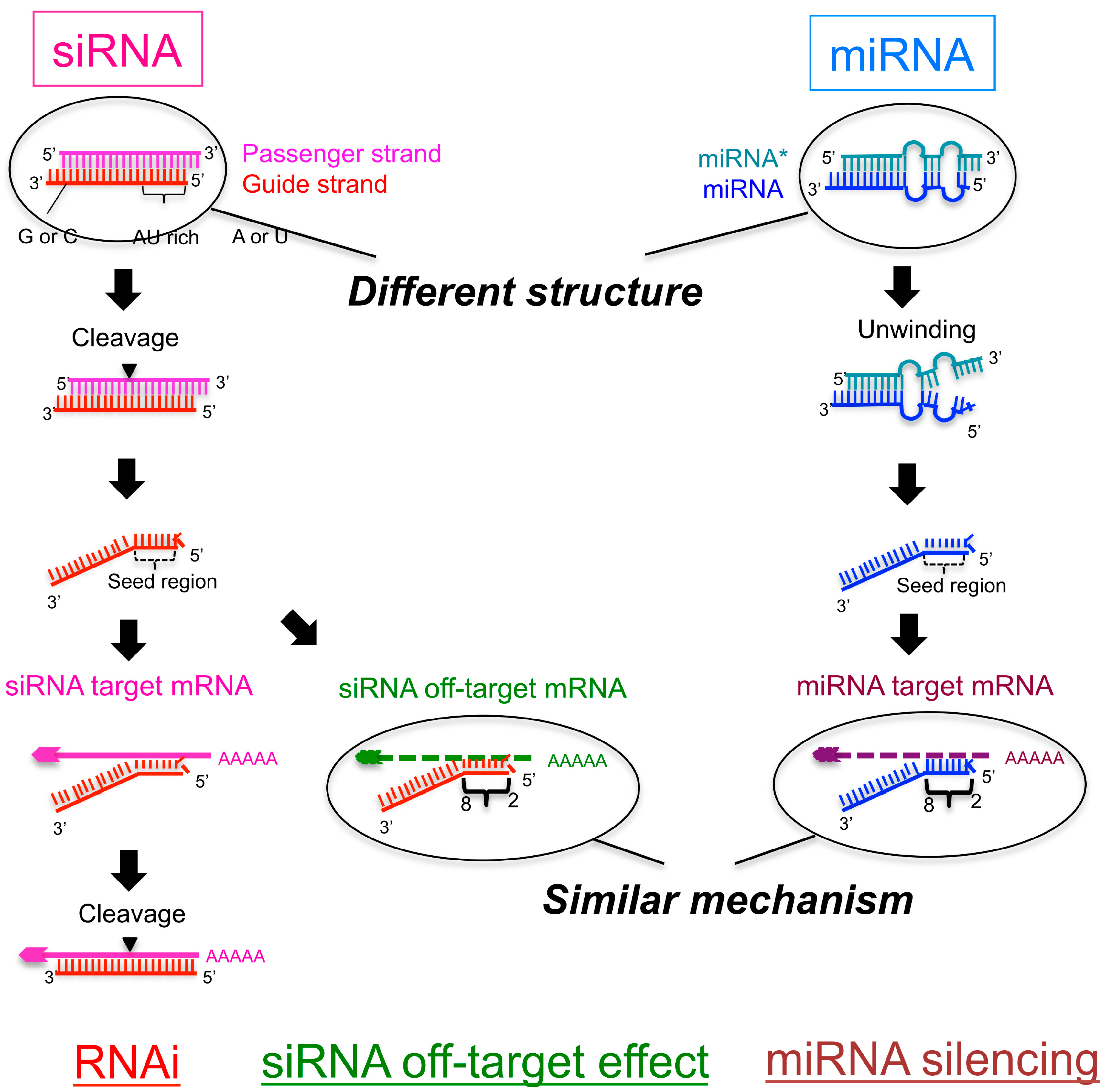 Ijms Free Full Text Is The Efficiency Of Rna Silencing Evolutionarily Regulated Html