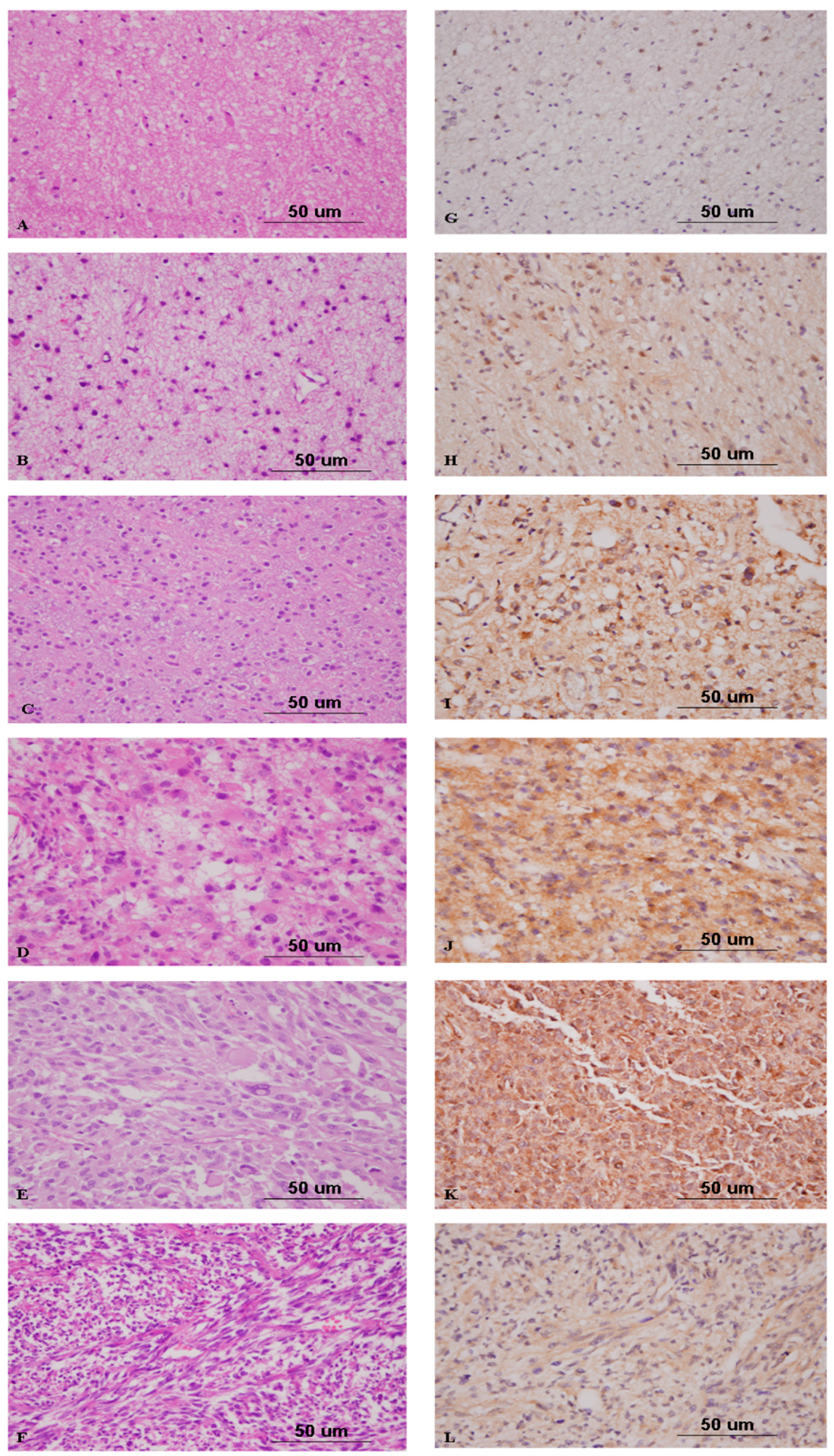 Ijms 17 00722 g003 1024