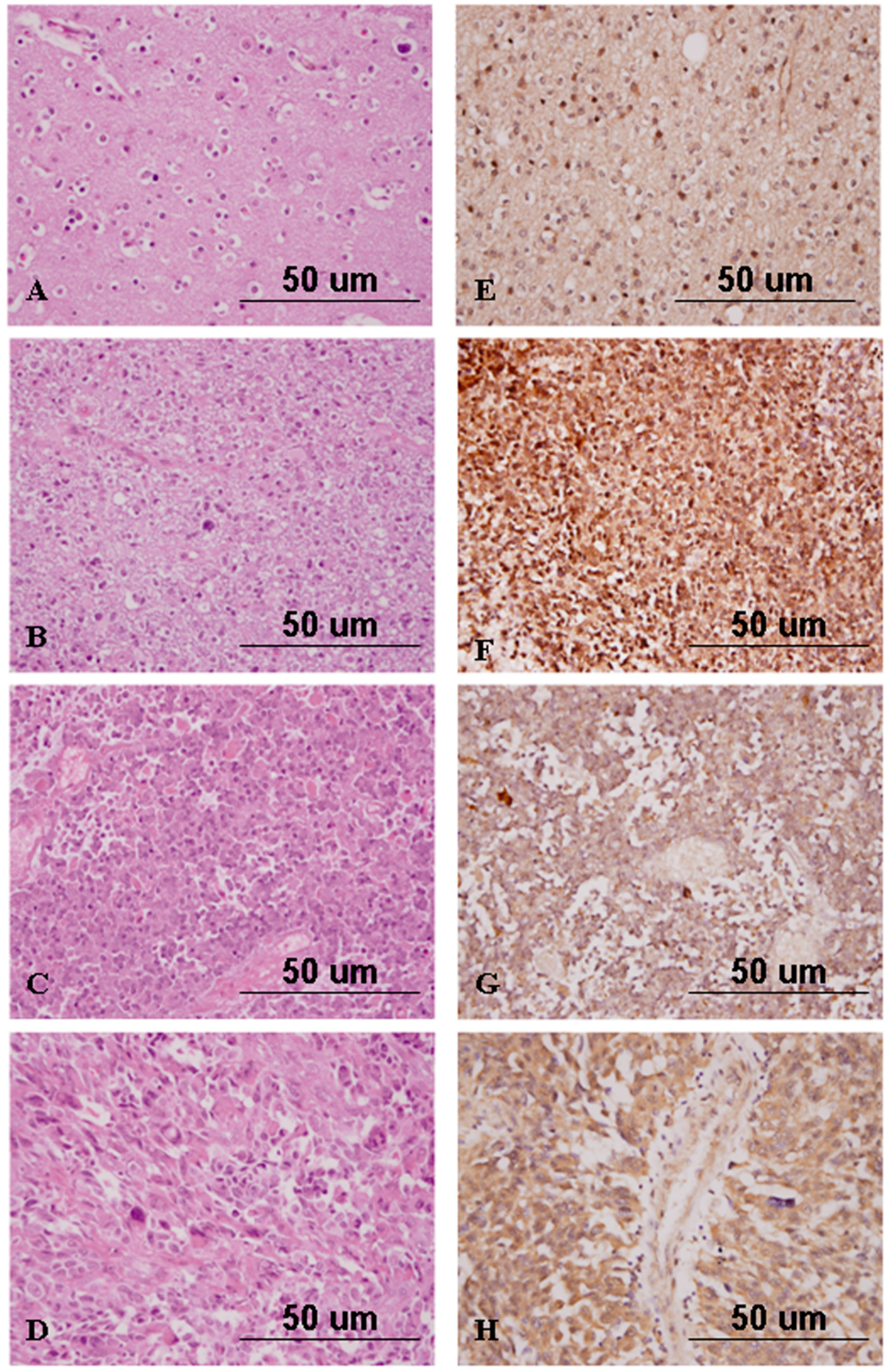 Ijms 17 00722 g004 1024