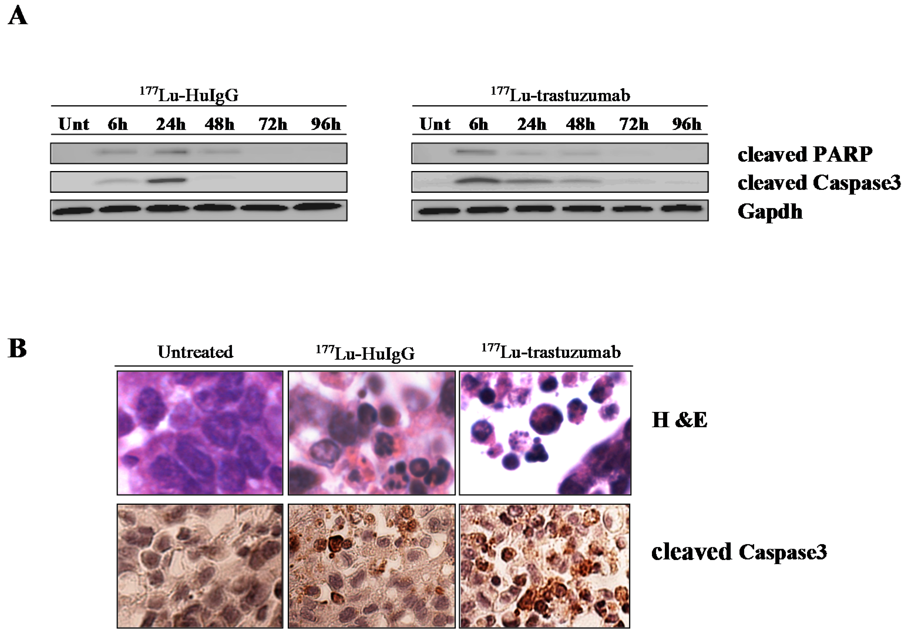 Ijms 17 00736 g001 1024