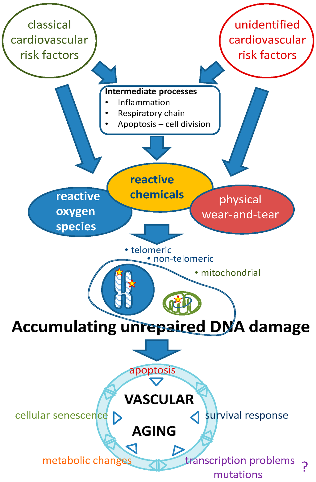 Ijms Free Full Text Intravesicular Genomic Dna Enriched By Size
