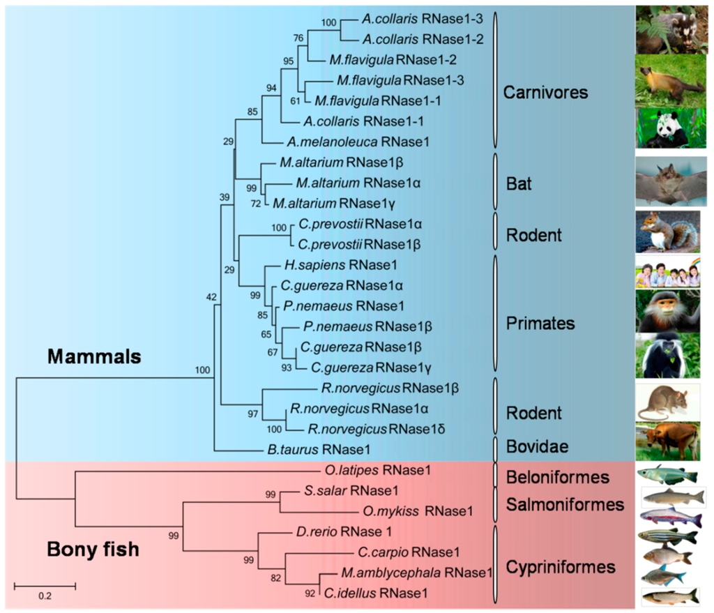 IJMS Special Issue Fish Molecular Biology