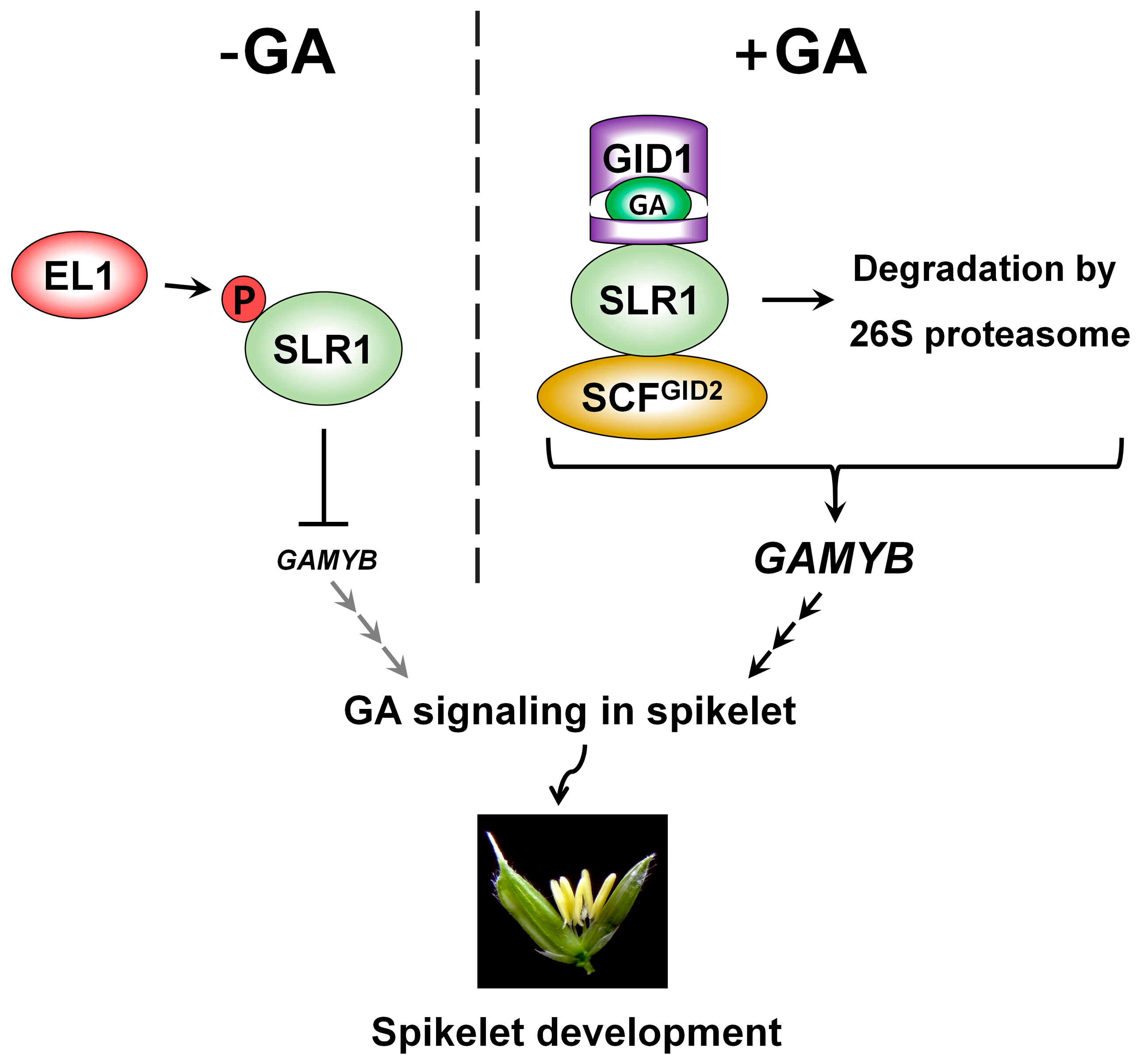 IJMS Free FullText Gibberellic Acid A Key Phytohormone for