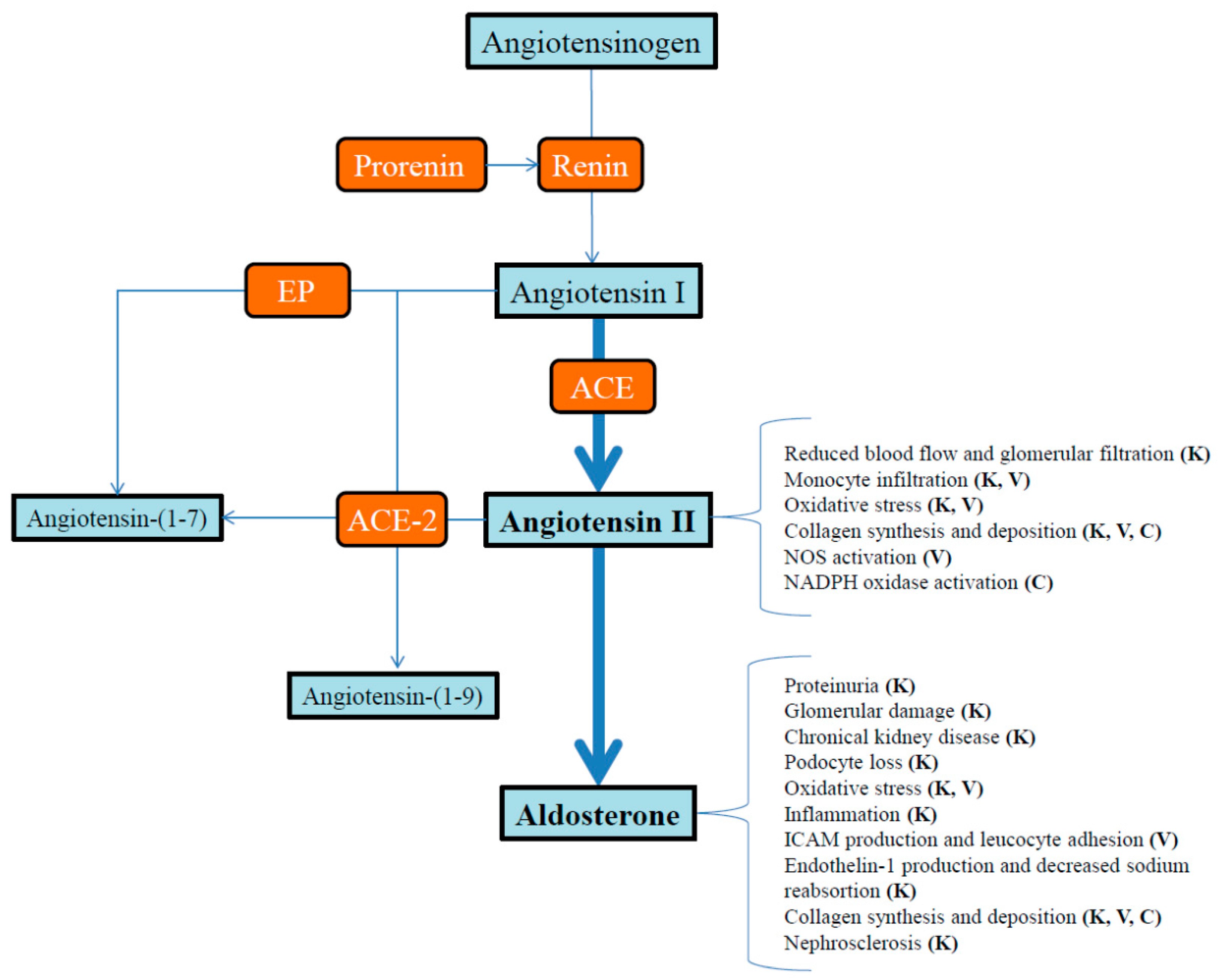 IJMS | Free Full-Text | Role of the Renin-Angiotensin-Aldosterone