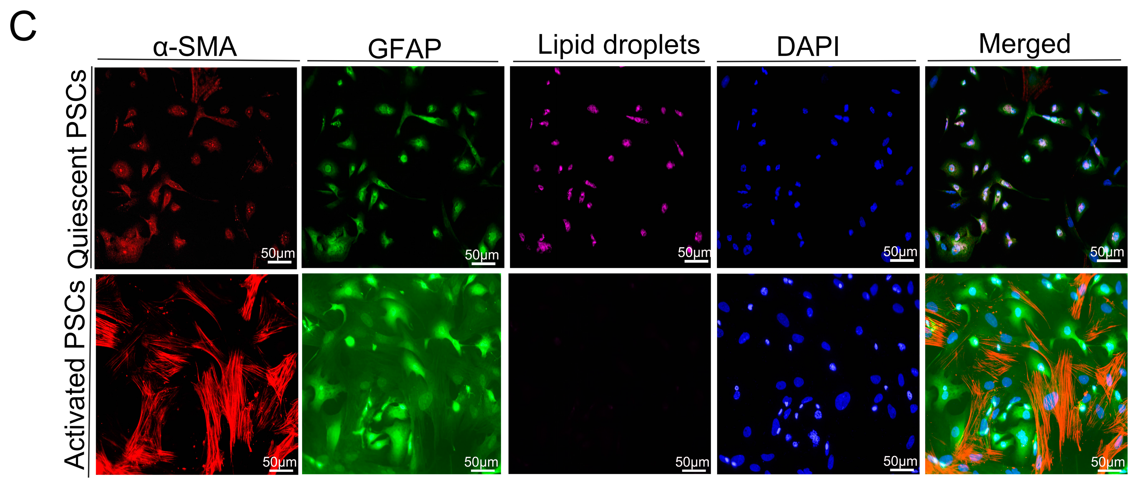 Ijms 17 00799 g005b 1024