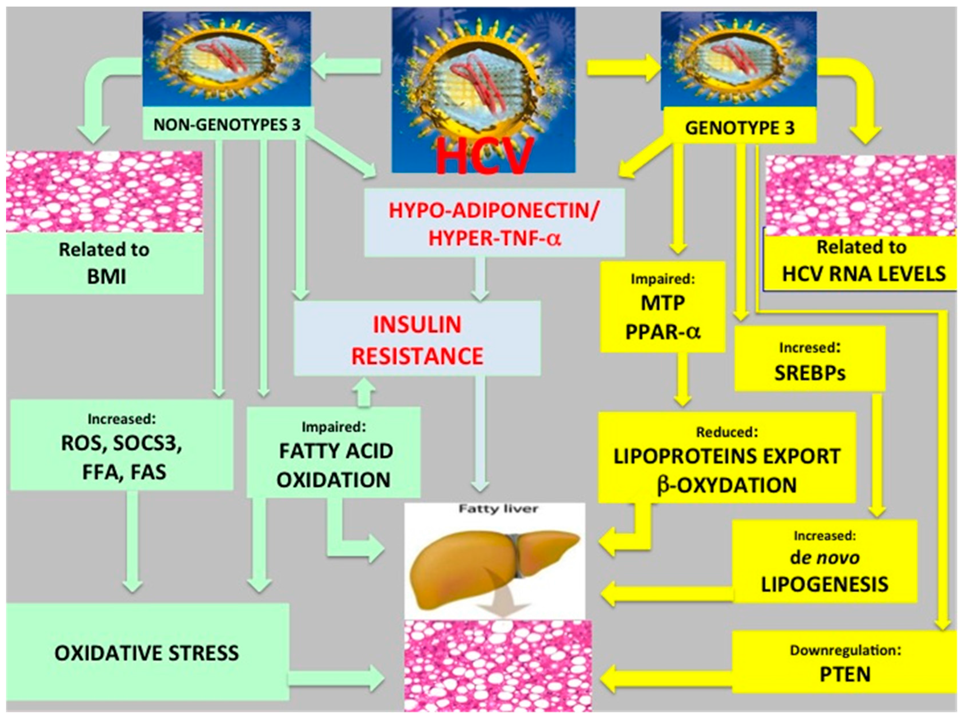 Ijms 17 00803 g001 1024