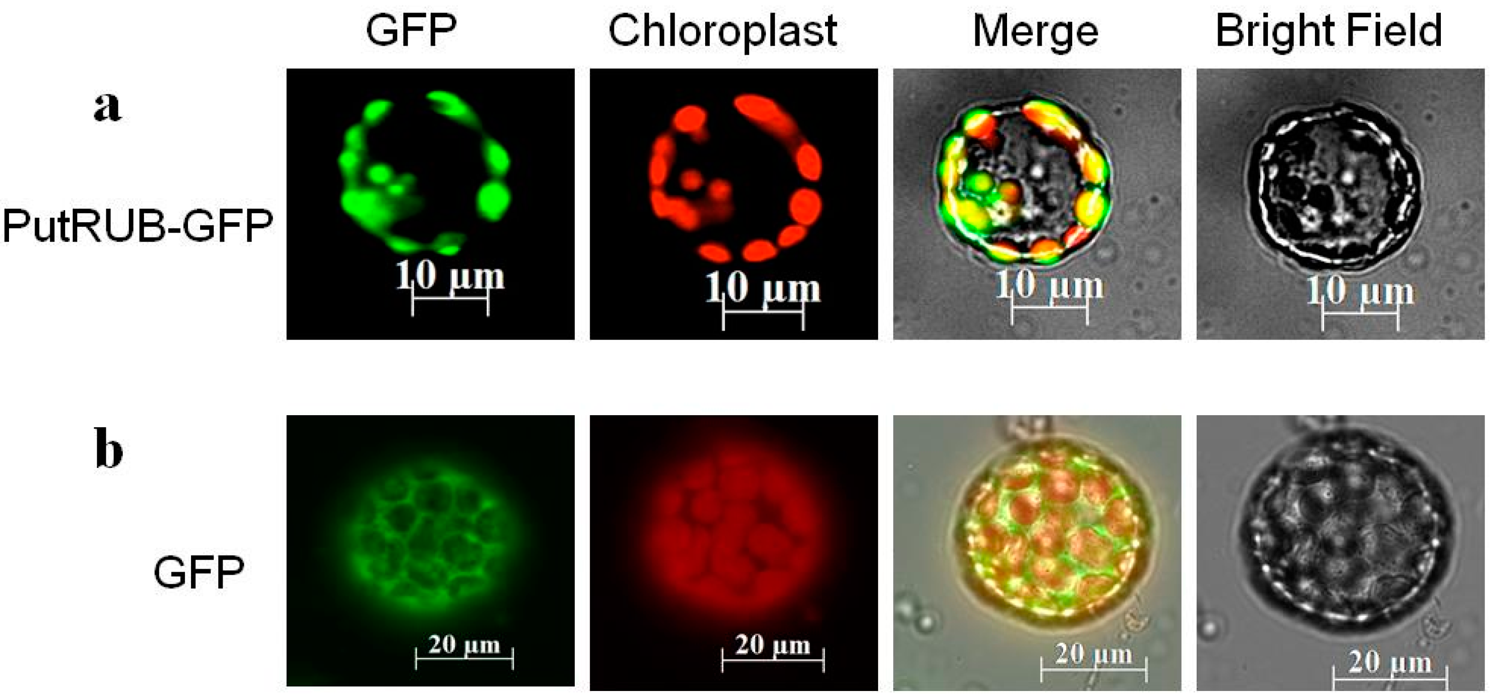 Ijms 17 00804 g002 1024