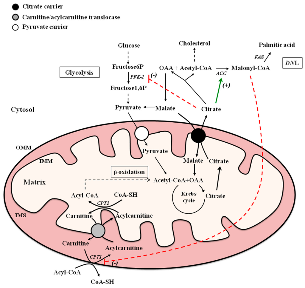 IJMS Free FullText Nutritional and Hormonal Regulation of Citrate