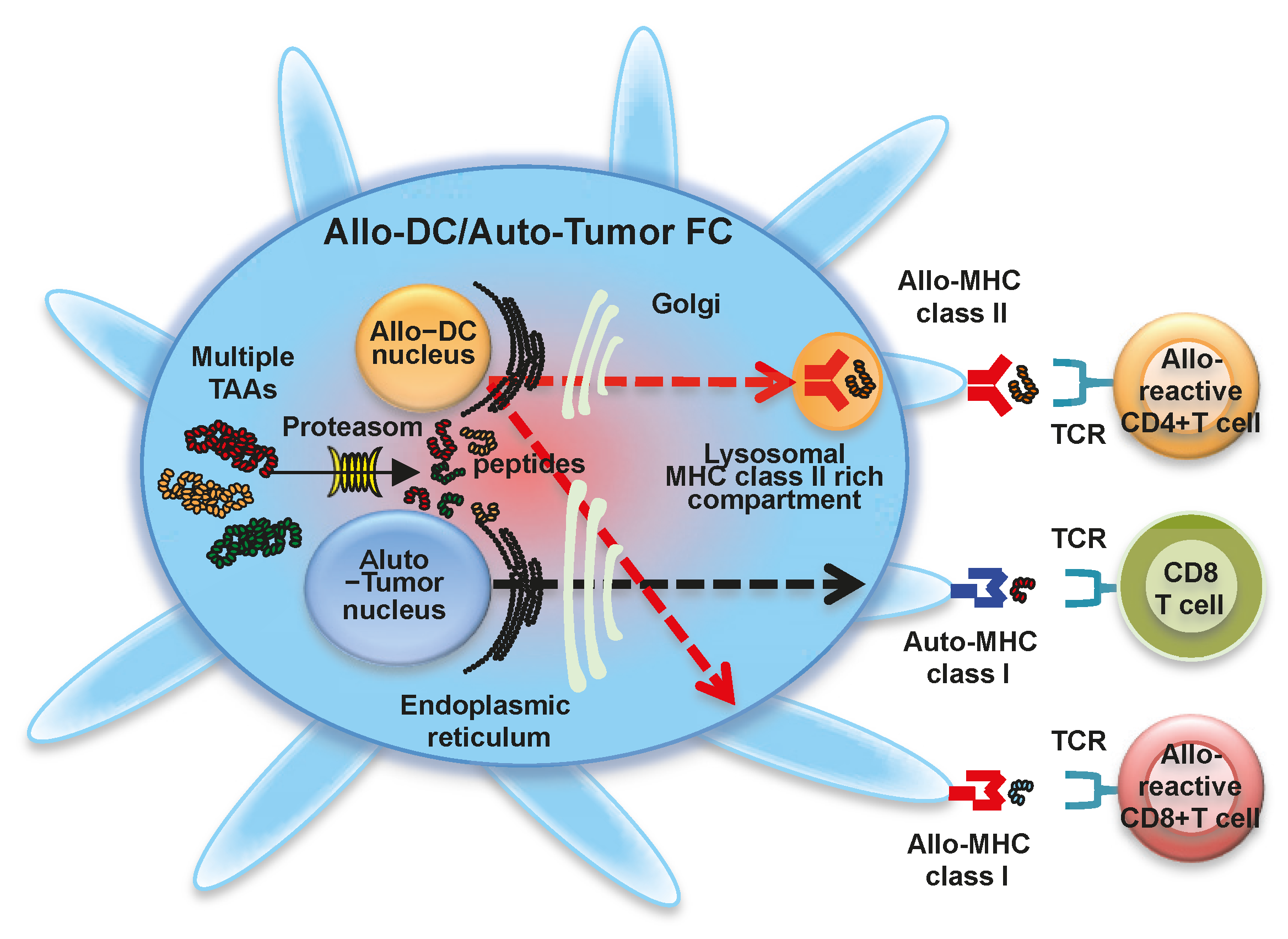 Ijms 17 00828 g003 1024