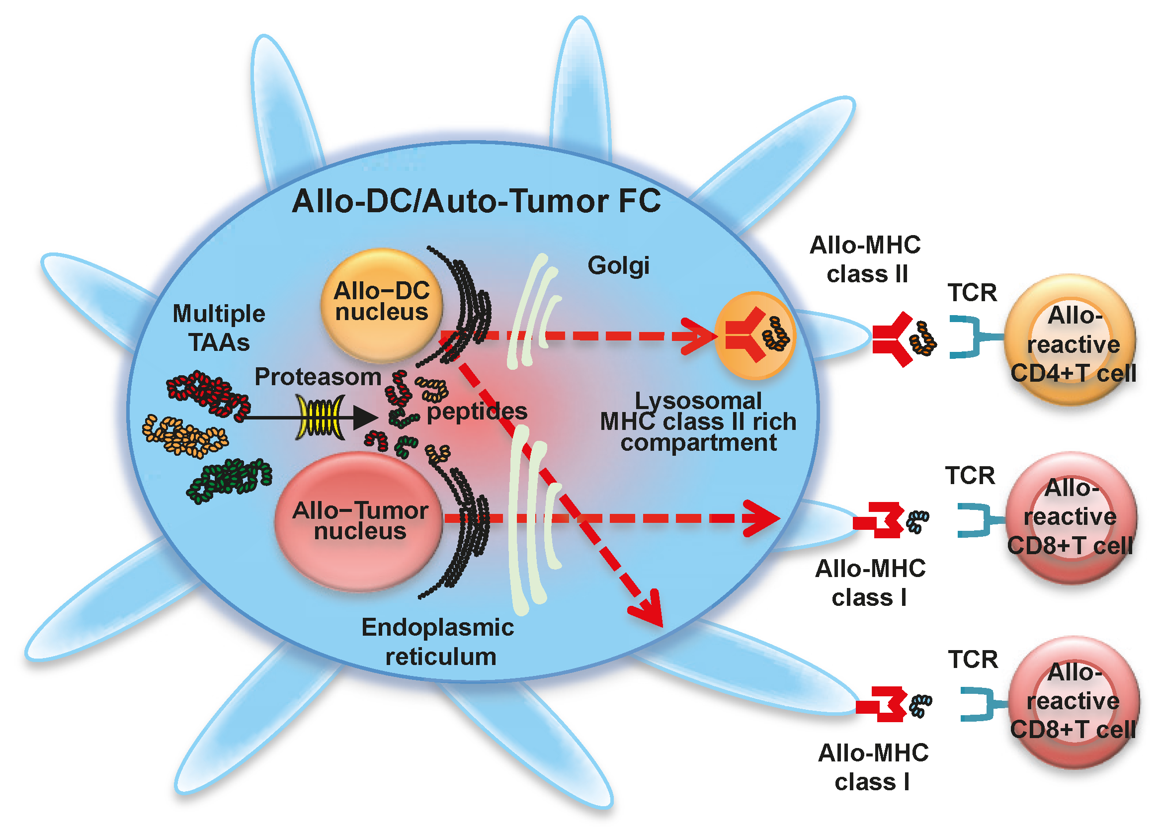 Ijms 17 00828 g004 1024