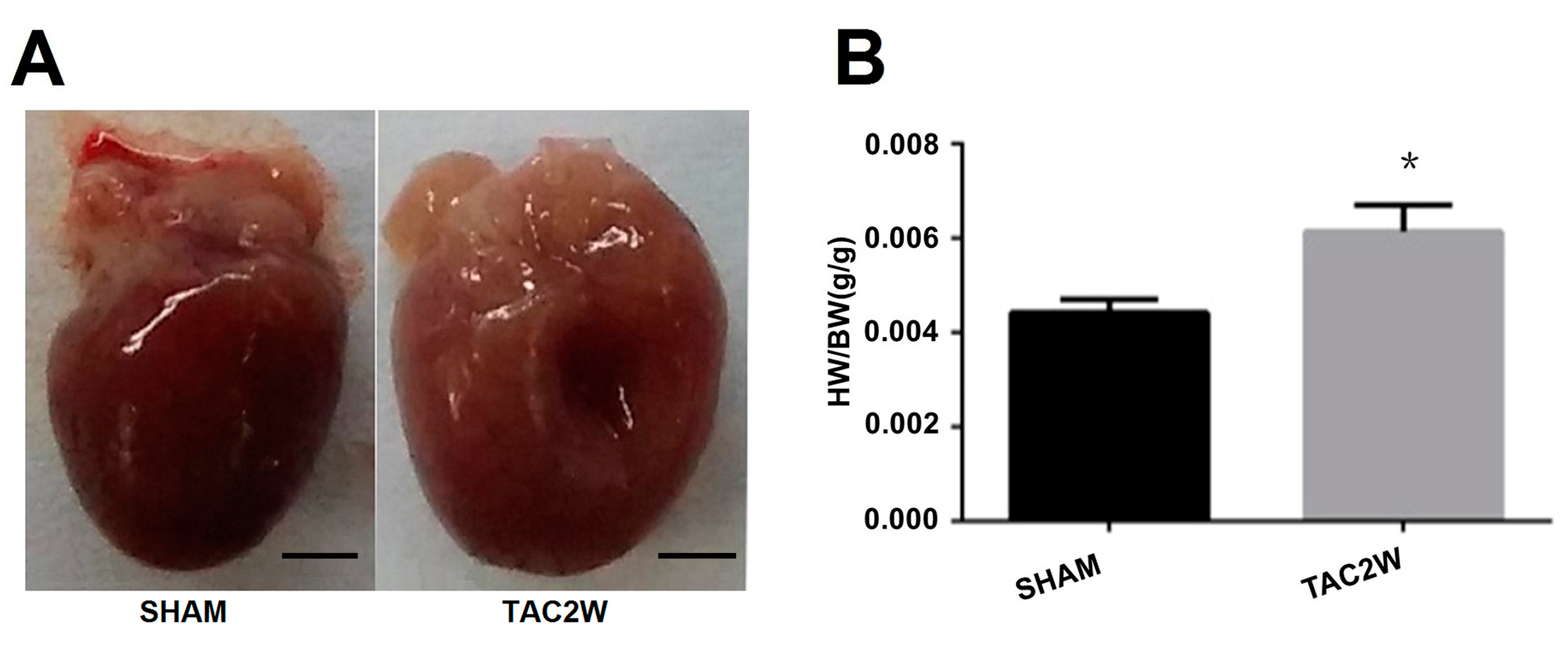 Ijms 17 00848 g002a 1024