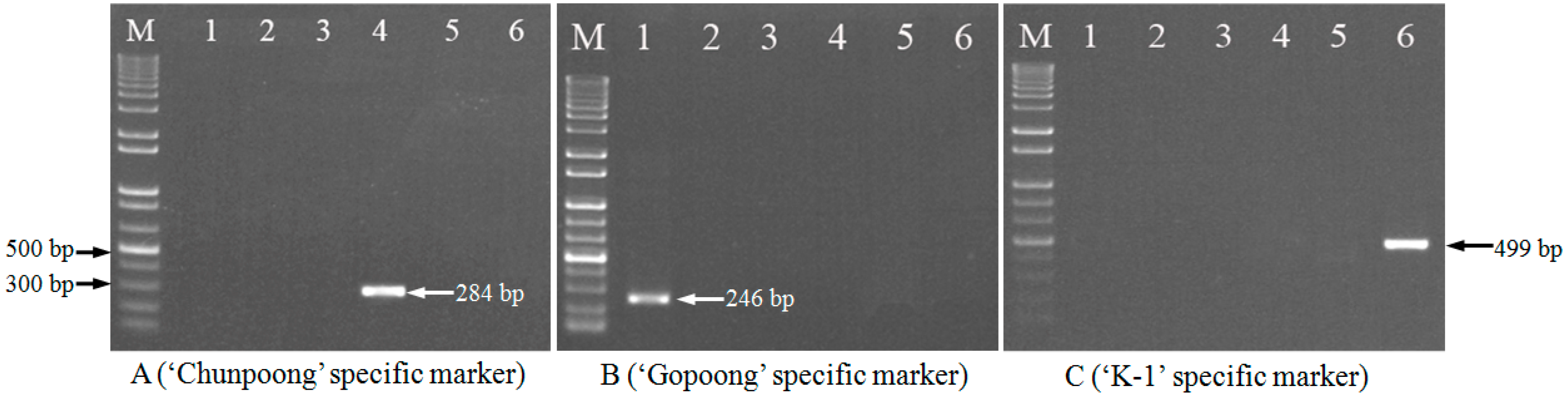 Ijms 17 00884 g002 1024