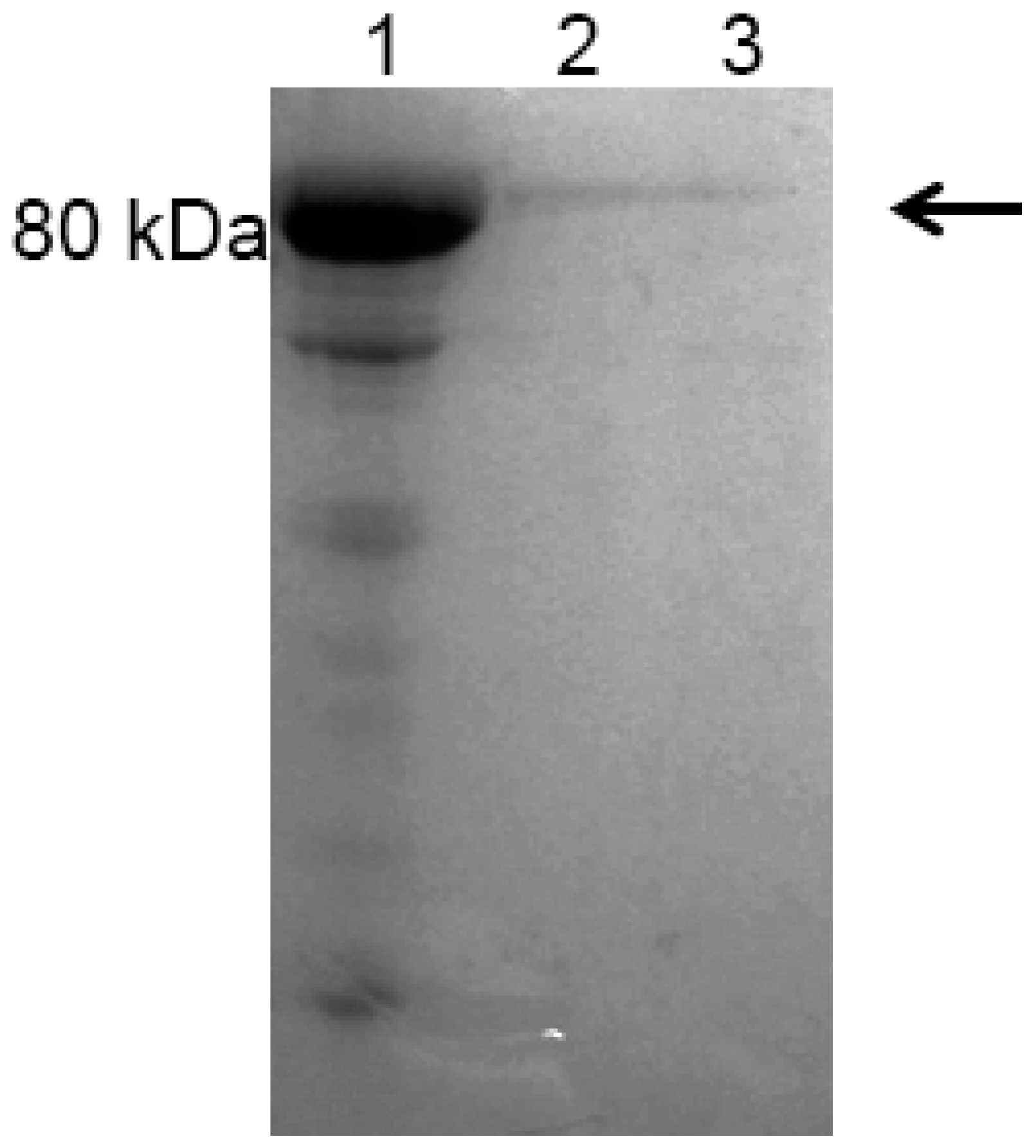 Ijms 17 00902 g005 1024