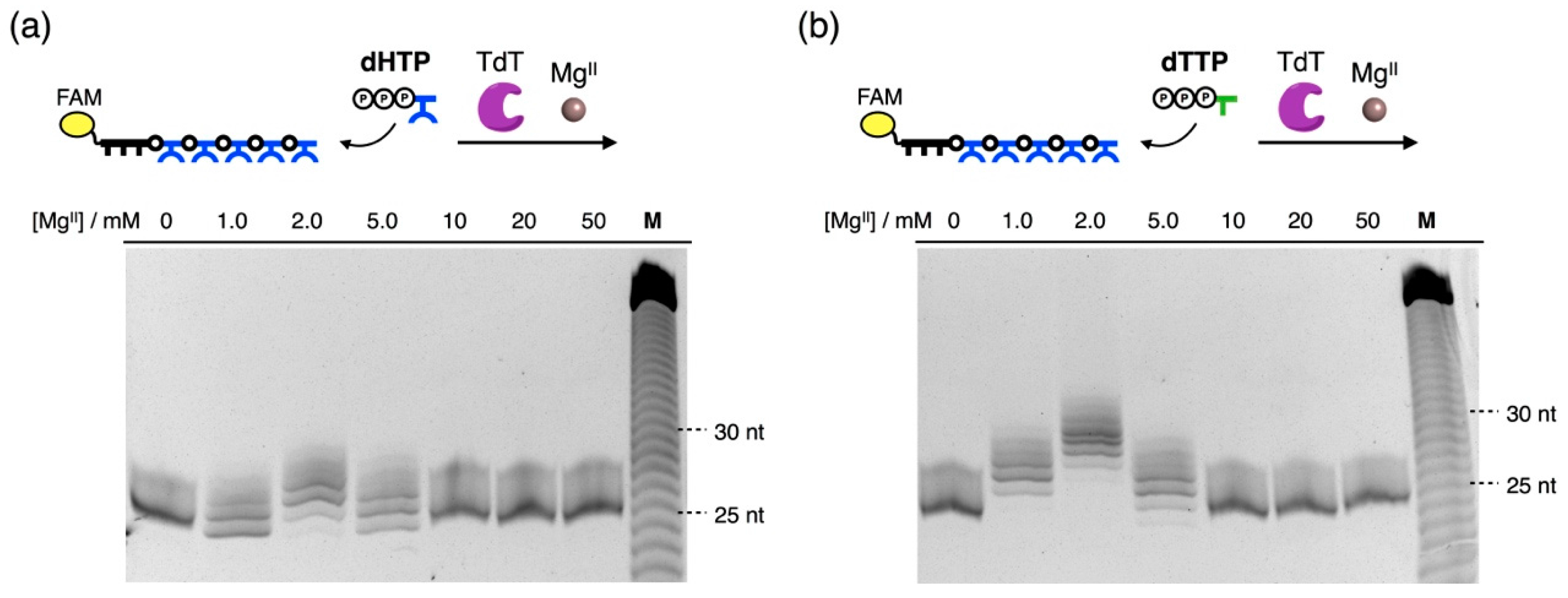 Ijms 17 00906 g004