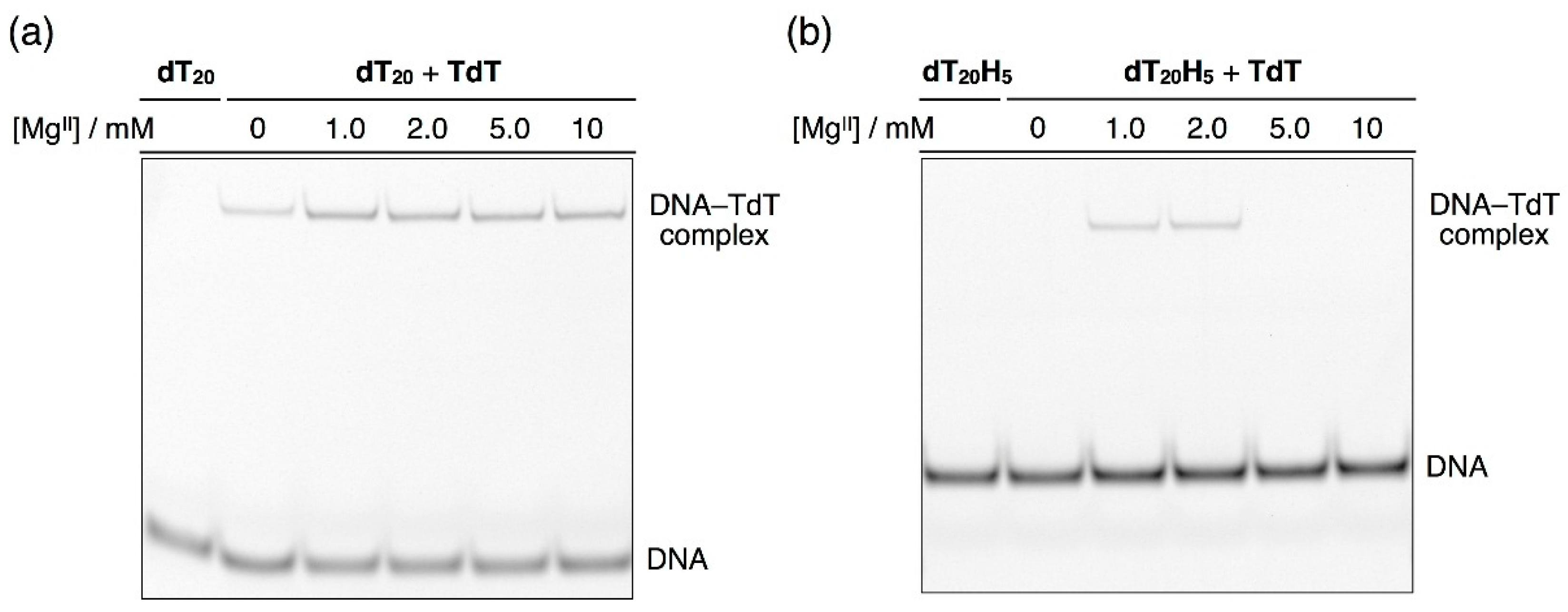 Ijms 17 00906 g005