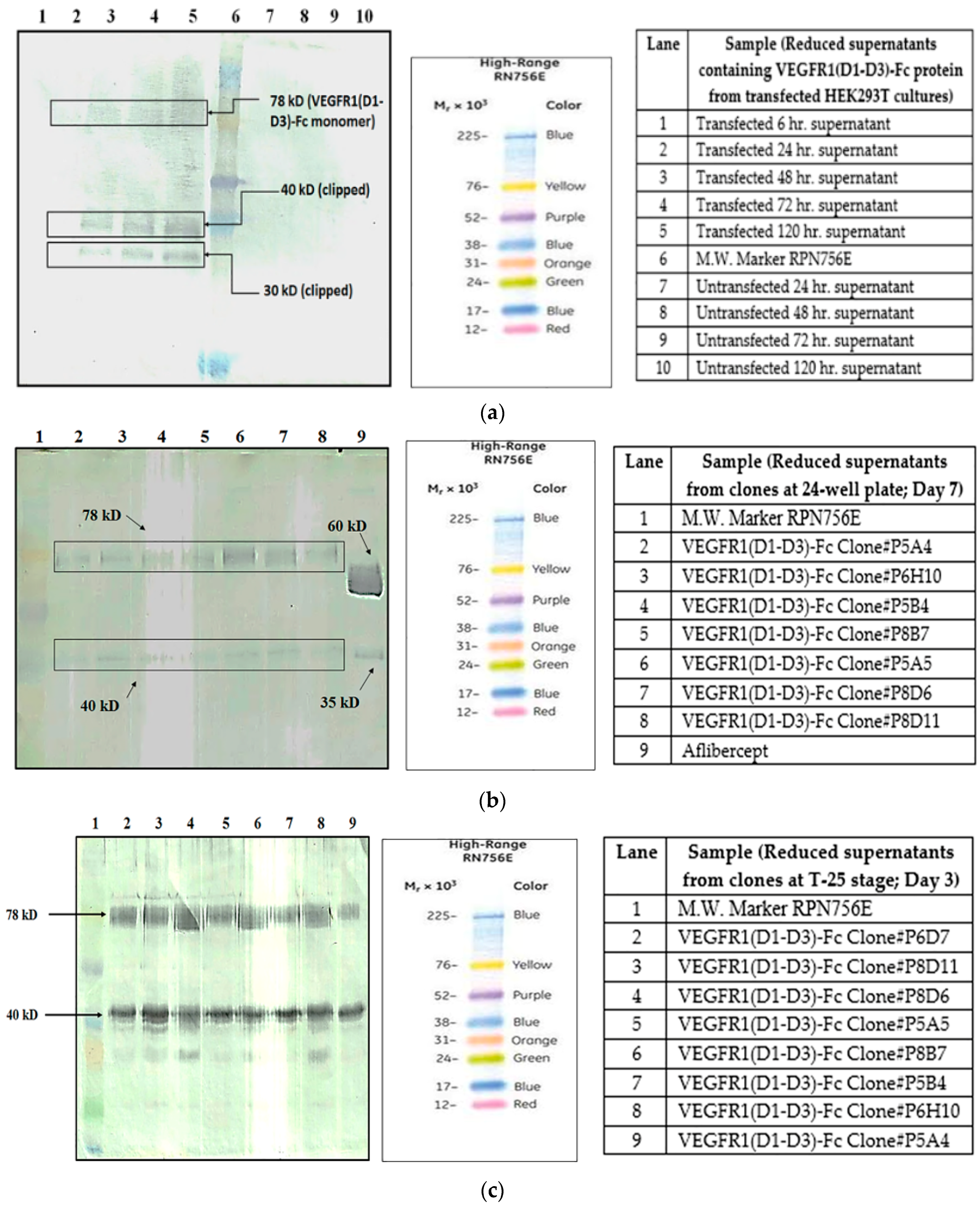 Ijms 17 00913 g001a 1024
