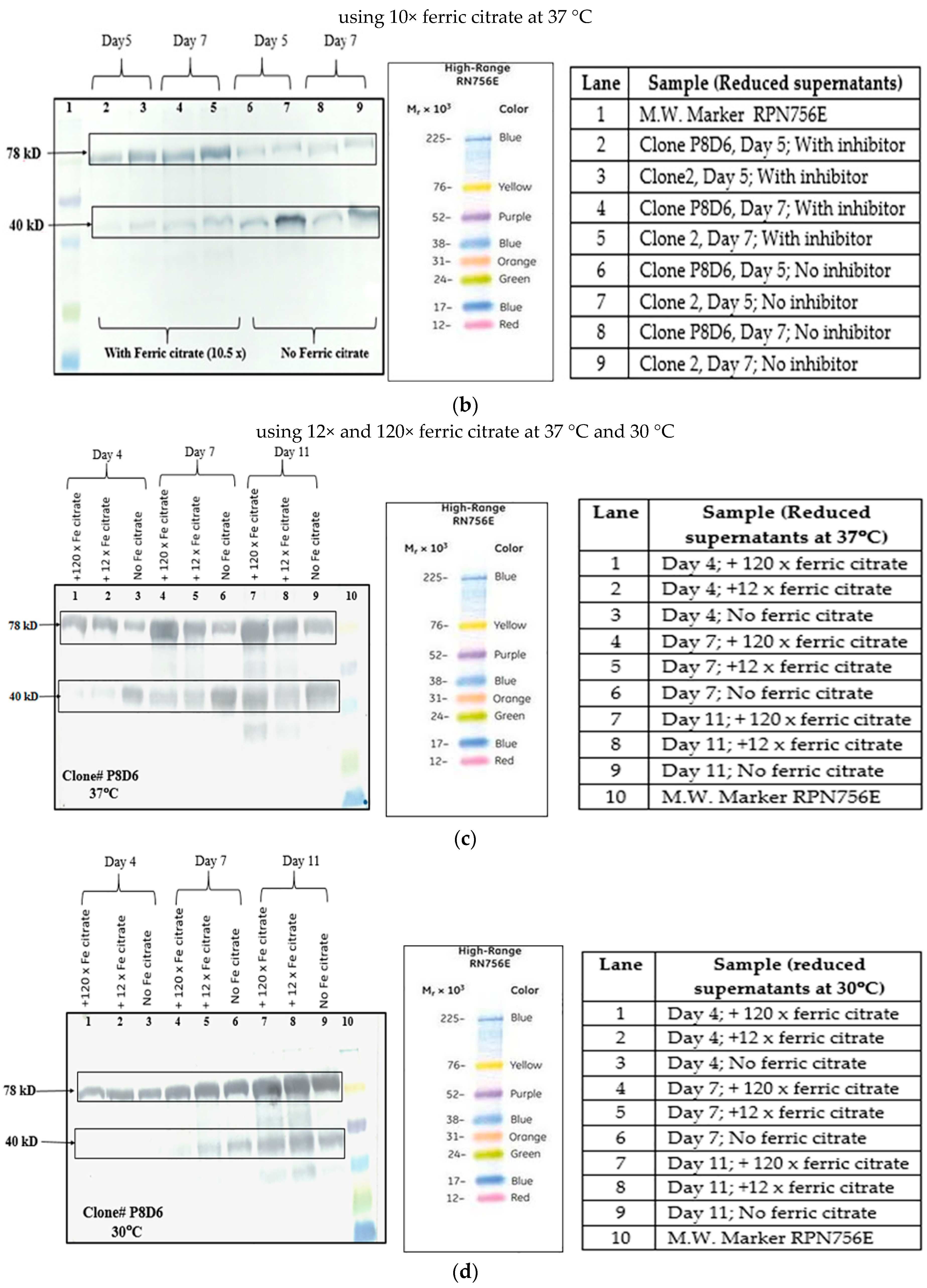 Ijms 17 00913 g002b 1024